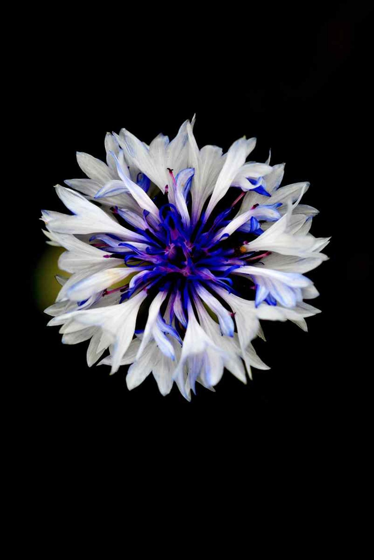 Le bleuet (France, dépt Vienne, 06/26)