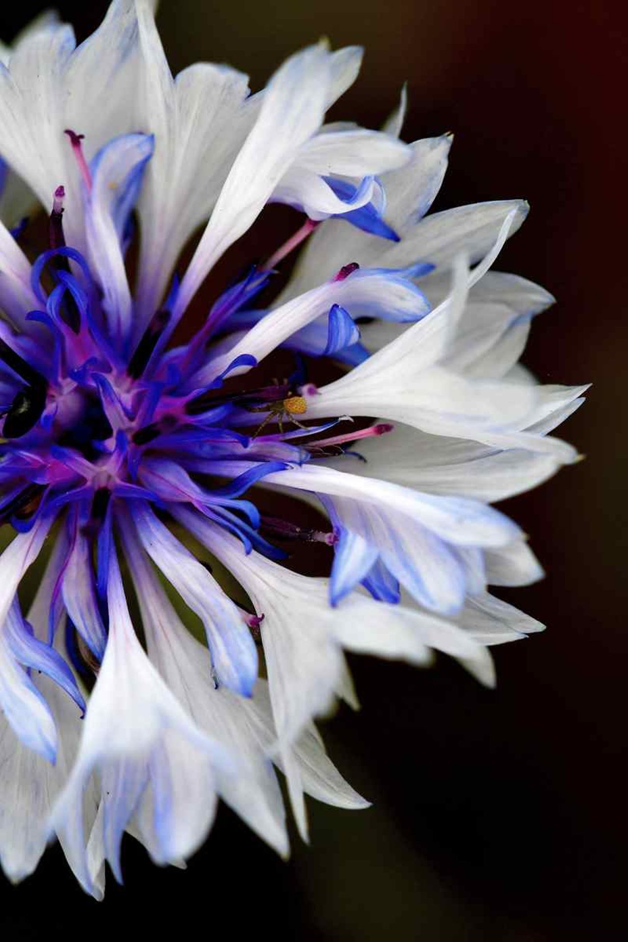 Le bleuet (France, dépt Vienne, 06/26)