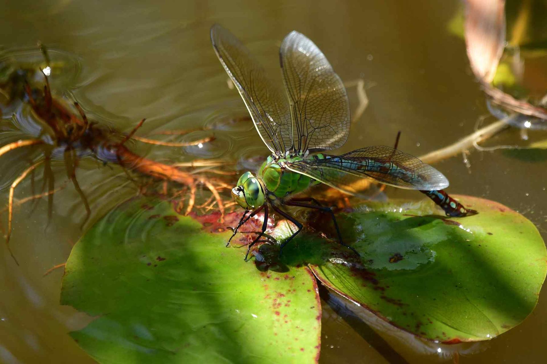 Anax empereur (France, dépt Vienne, 06/26)