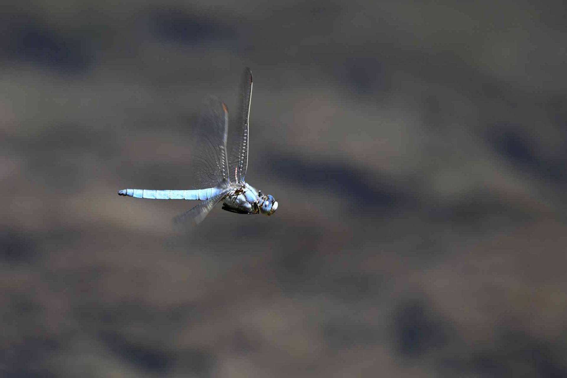 DSC_4154.jpg
