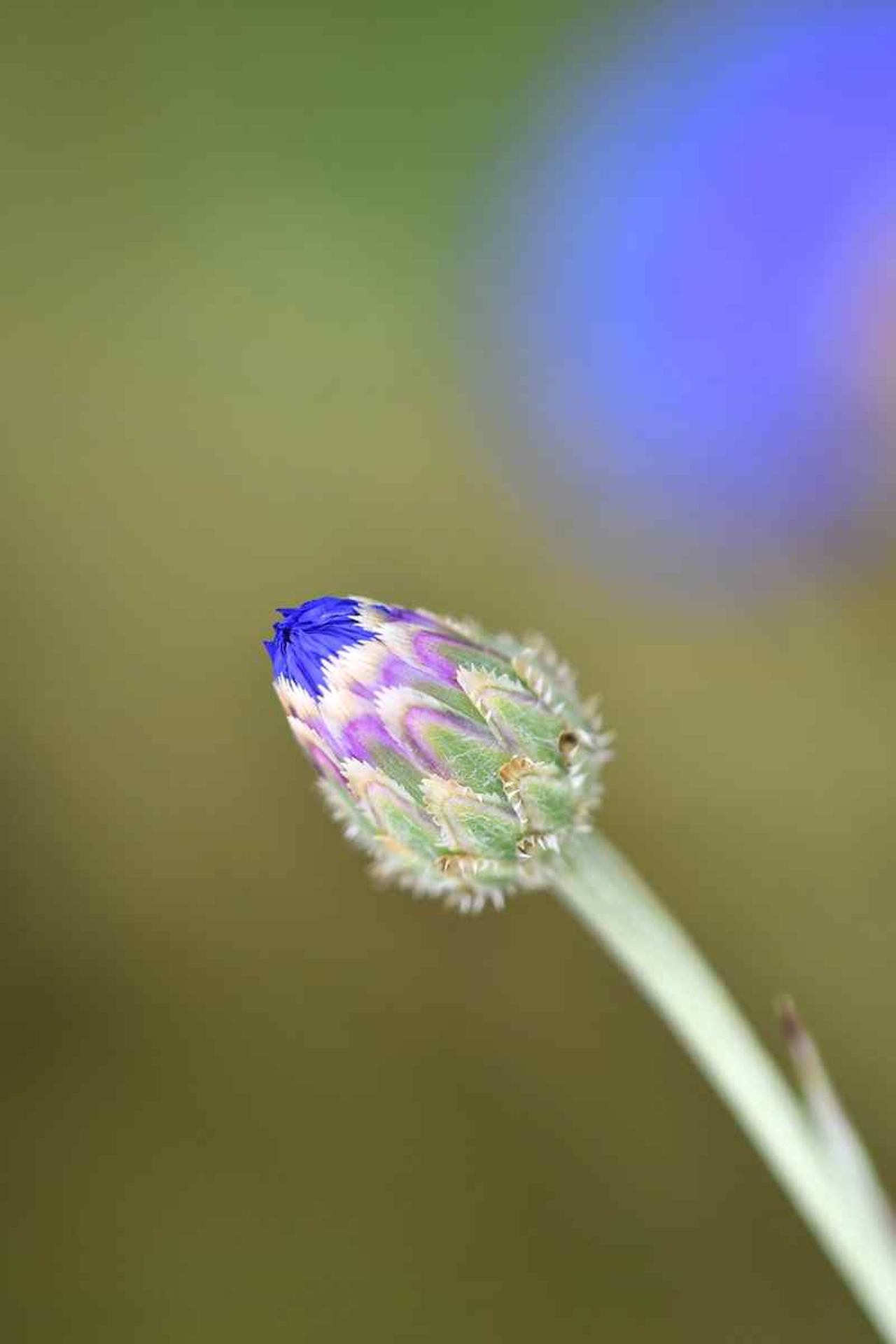 Le bleuet (France, dépt Vienne, 06/26)