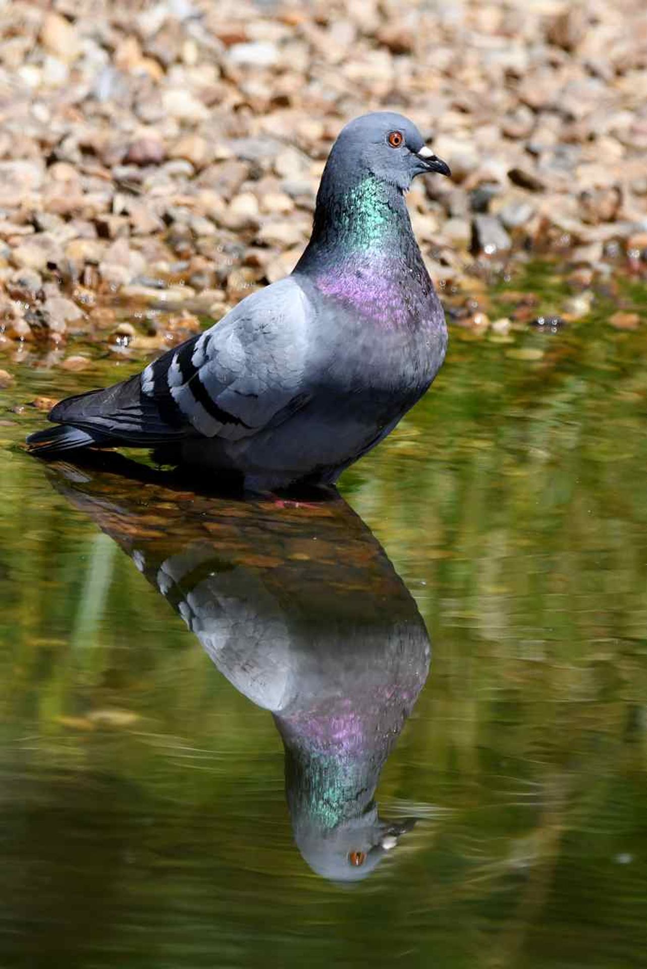 Pigeon biset (France, dépt Vienne, 06/26)