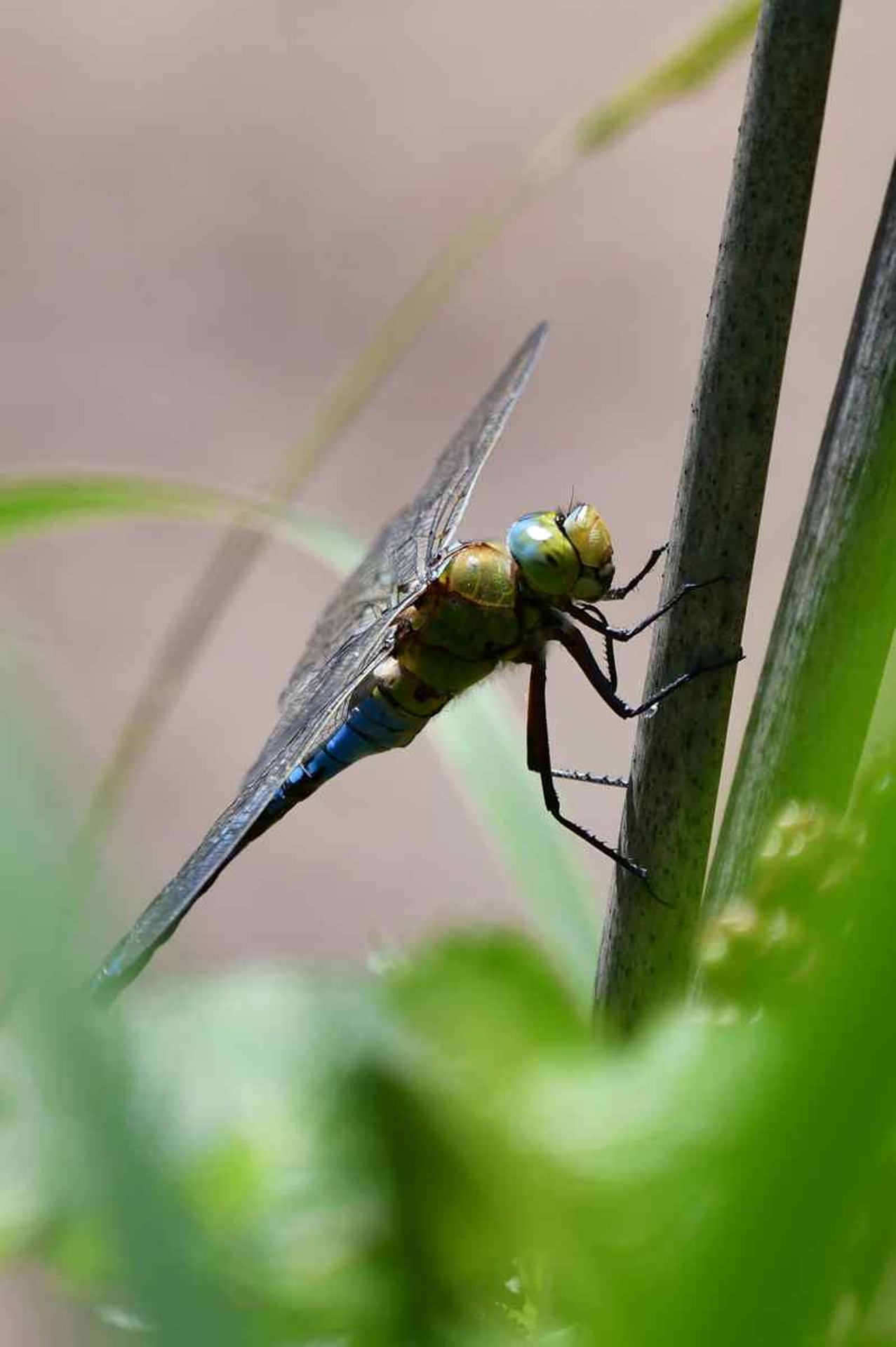 Anax empereur (france, dept vienne, 06/26)