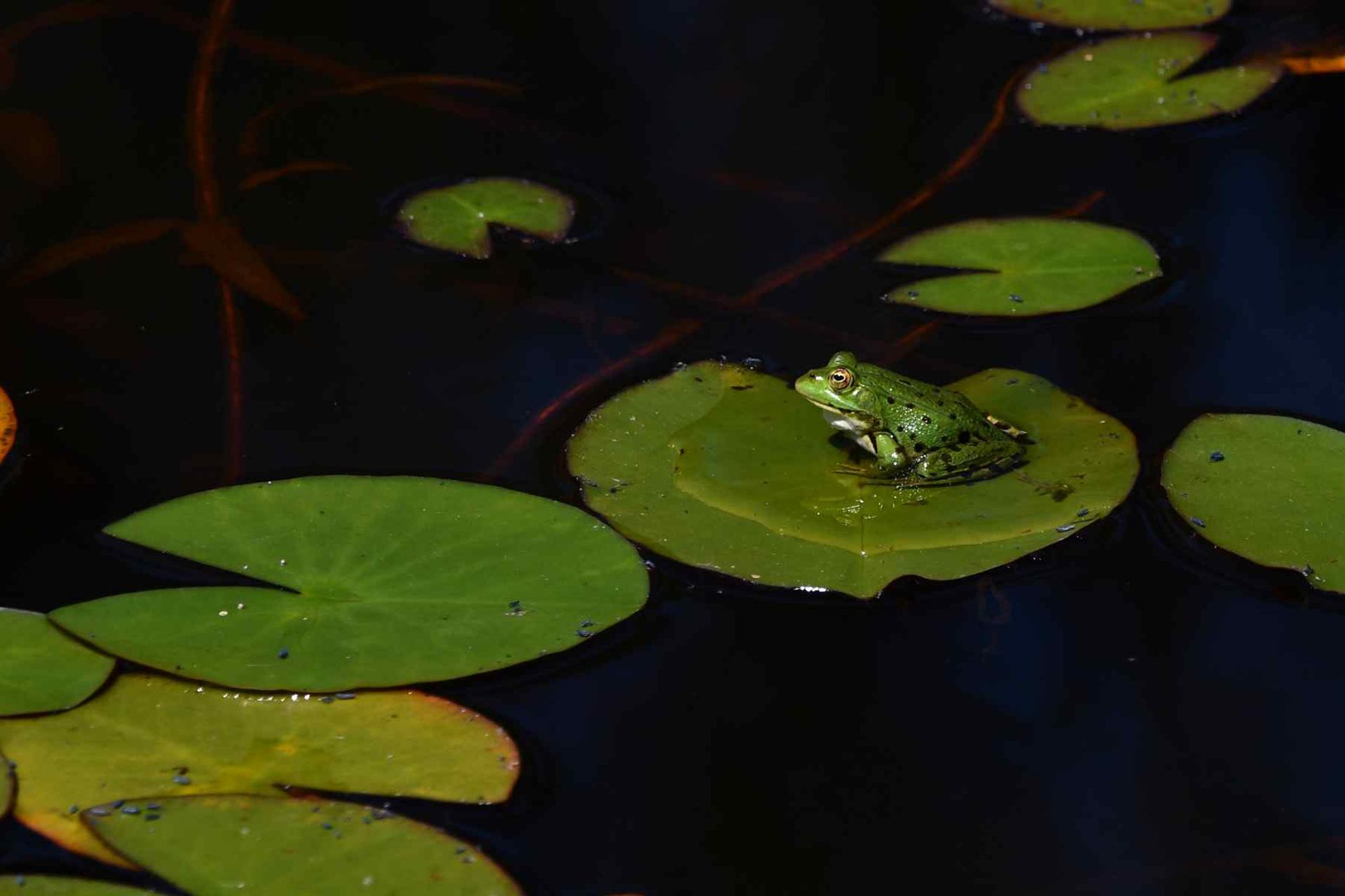 Petite grenouille (France, dépt Vienne, 06/26)