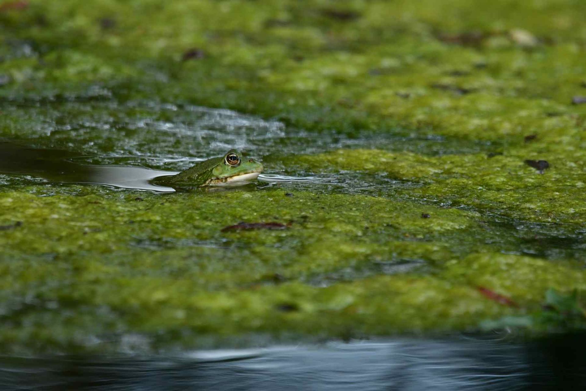 Grenouille (France, dépt Vienne, 06/26)