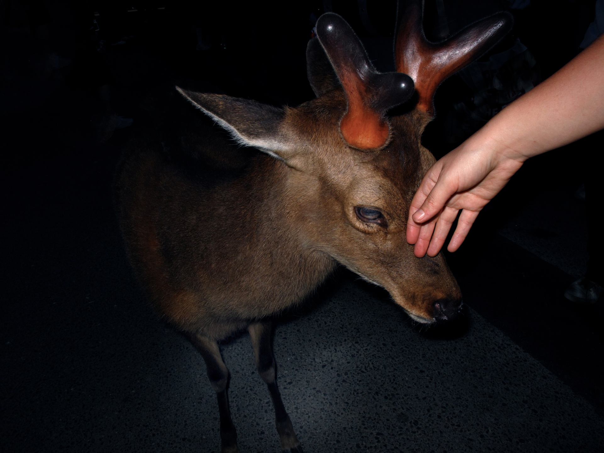 Nara's biche