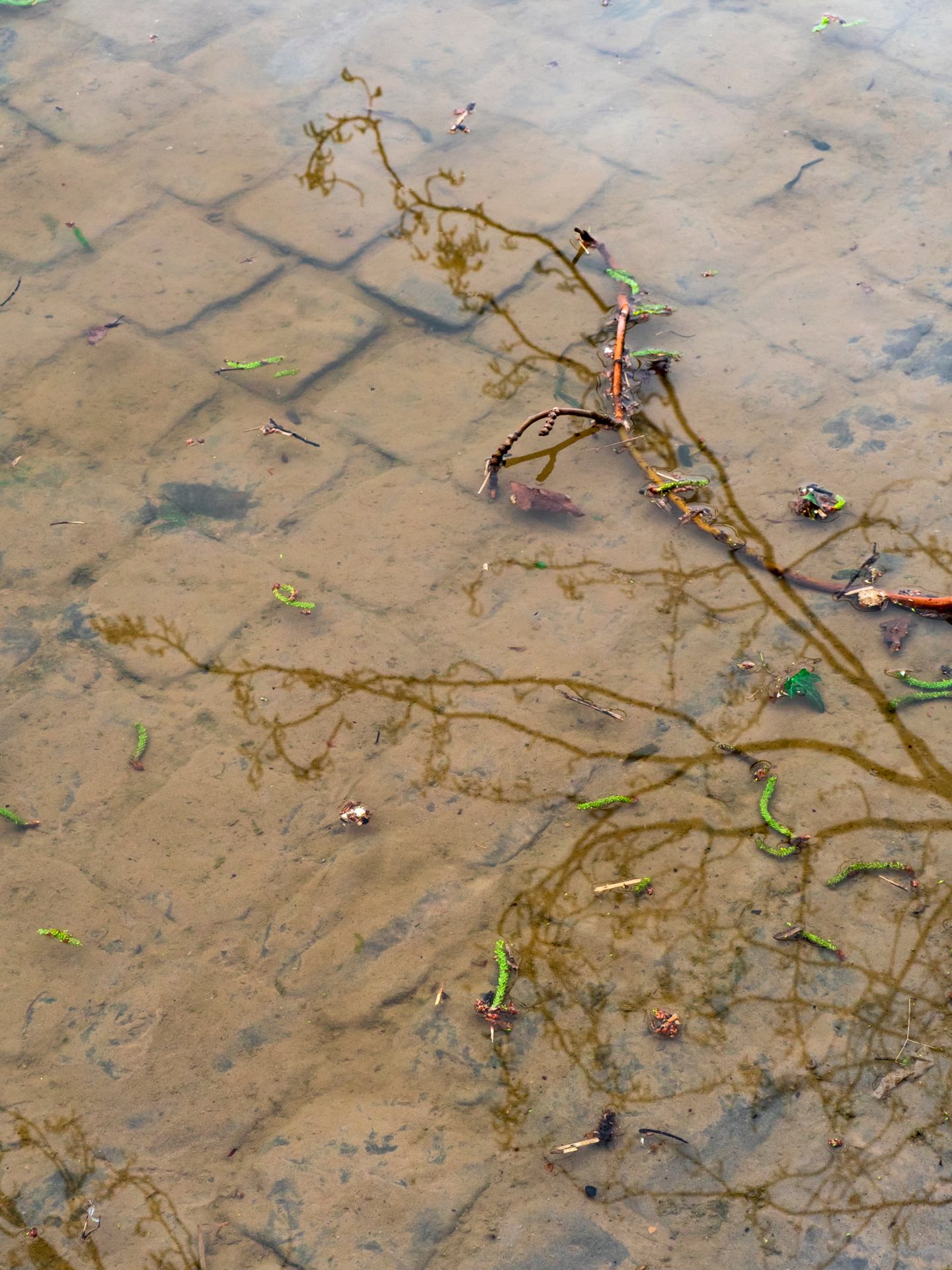 Sur les pavés la flotte