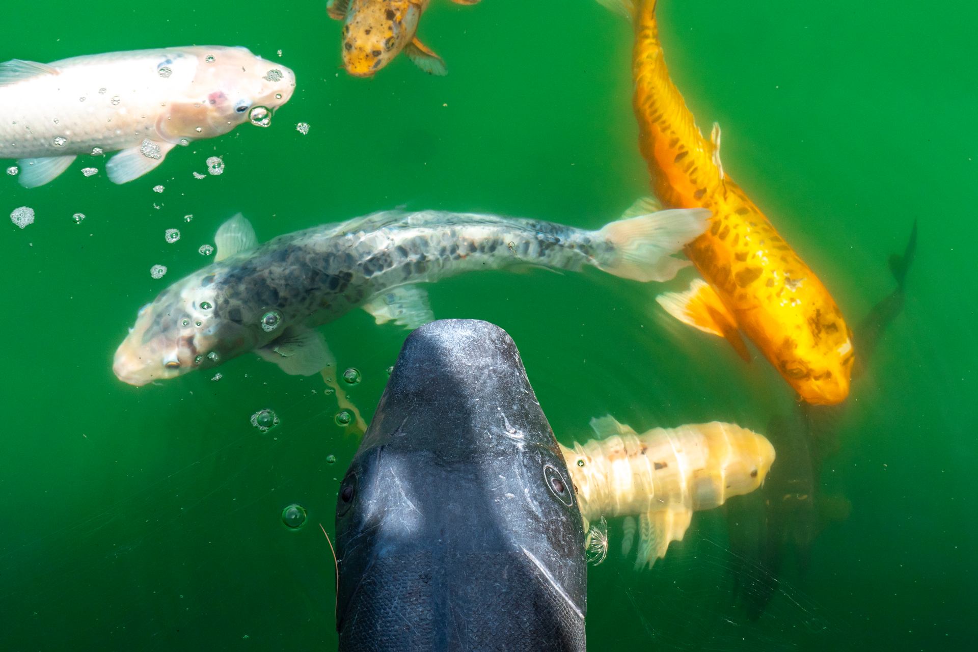 Poissons