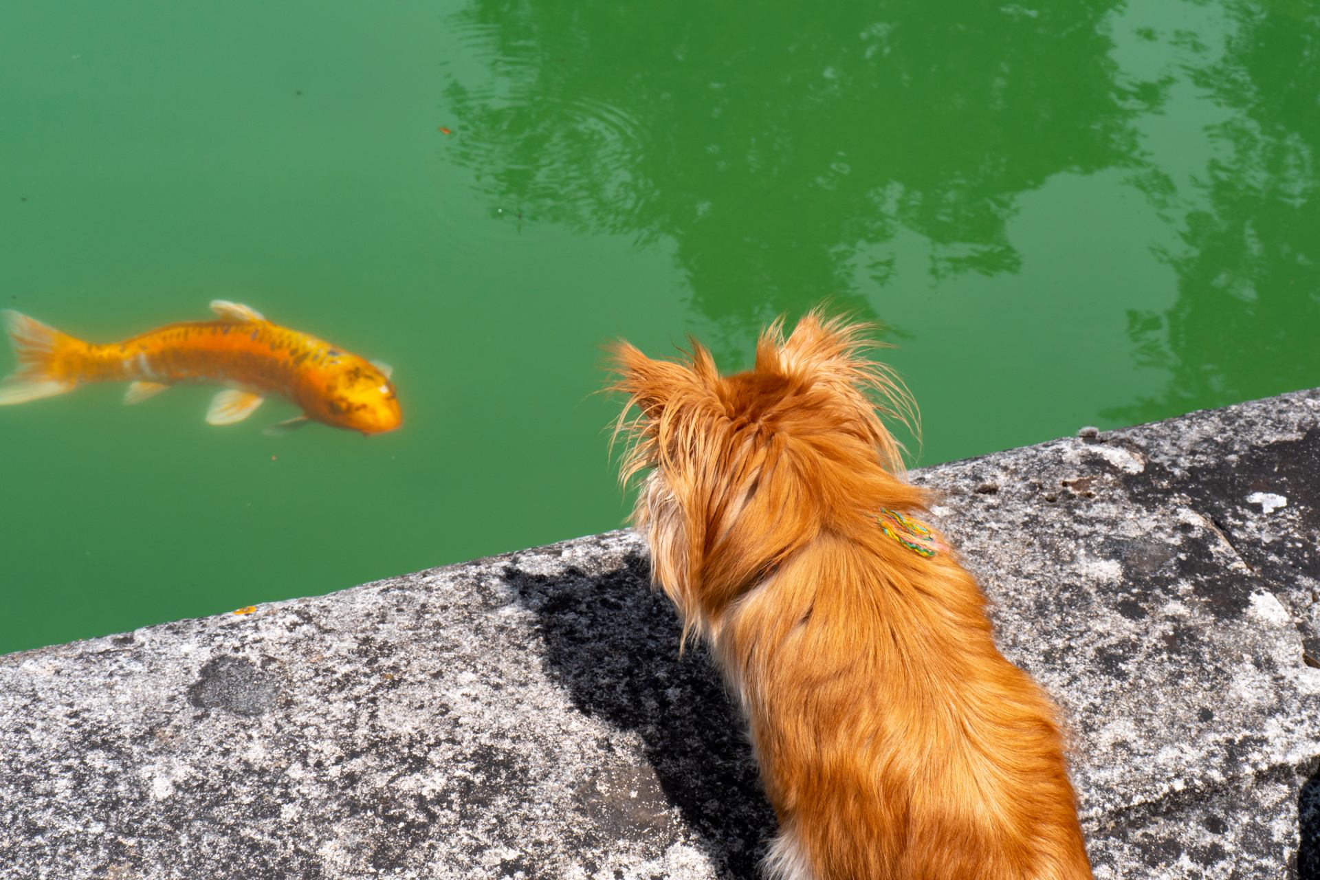 Poisson-chien