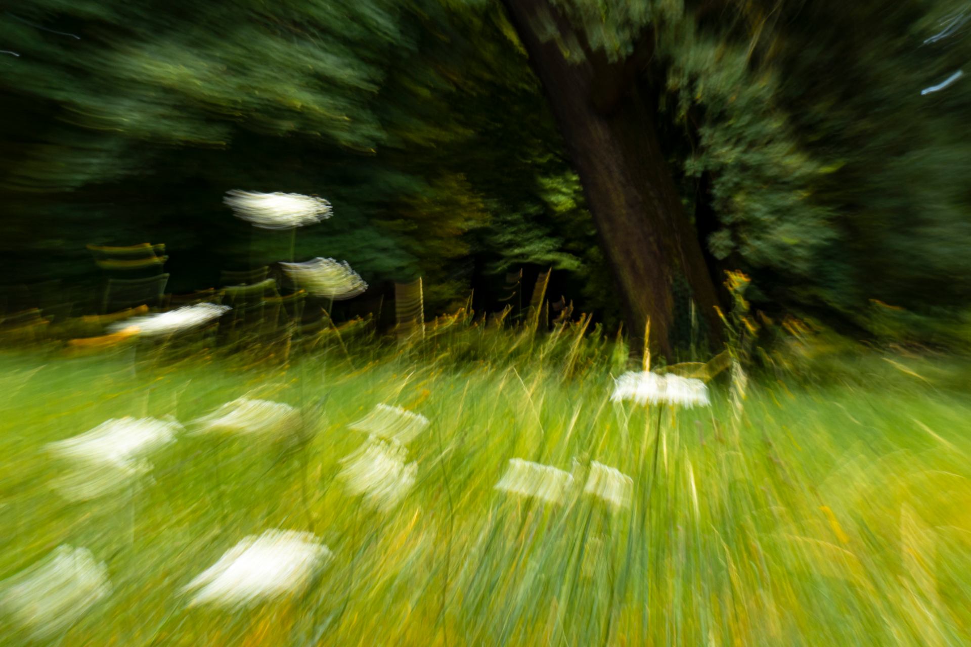Rêverie dans les hautes herbes