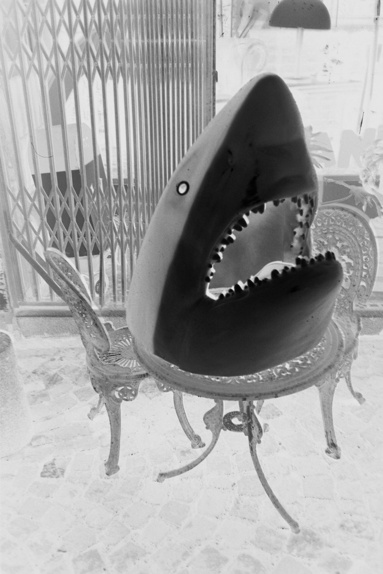 requin sur table