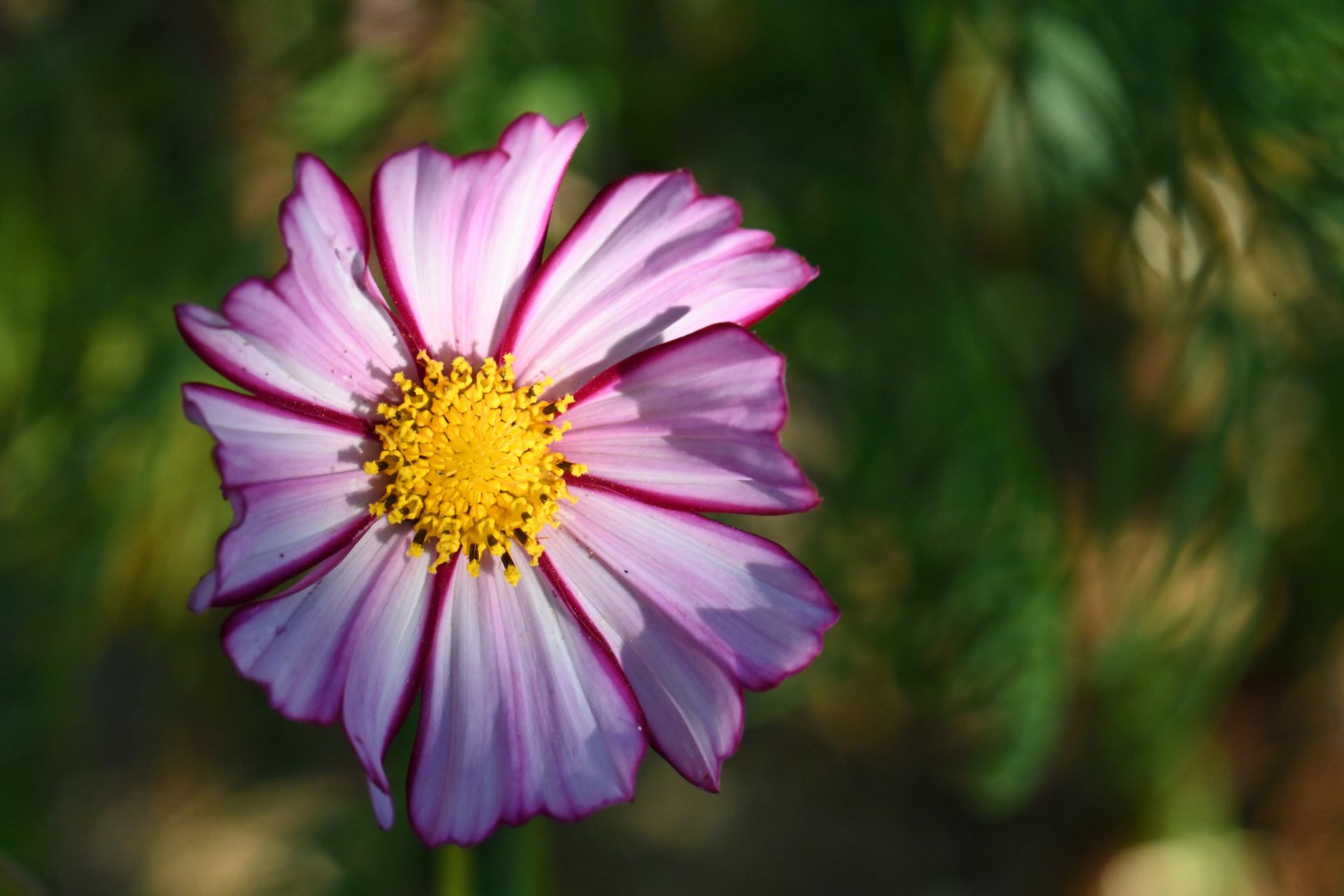 Fleur, mon amie. Bokeh, ombre et soleil.