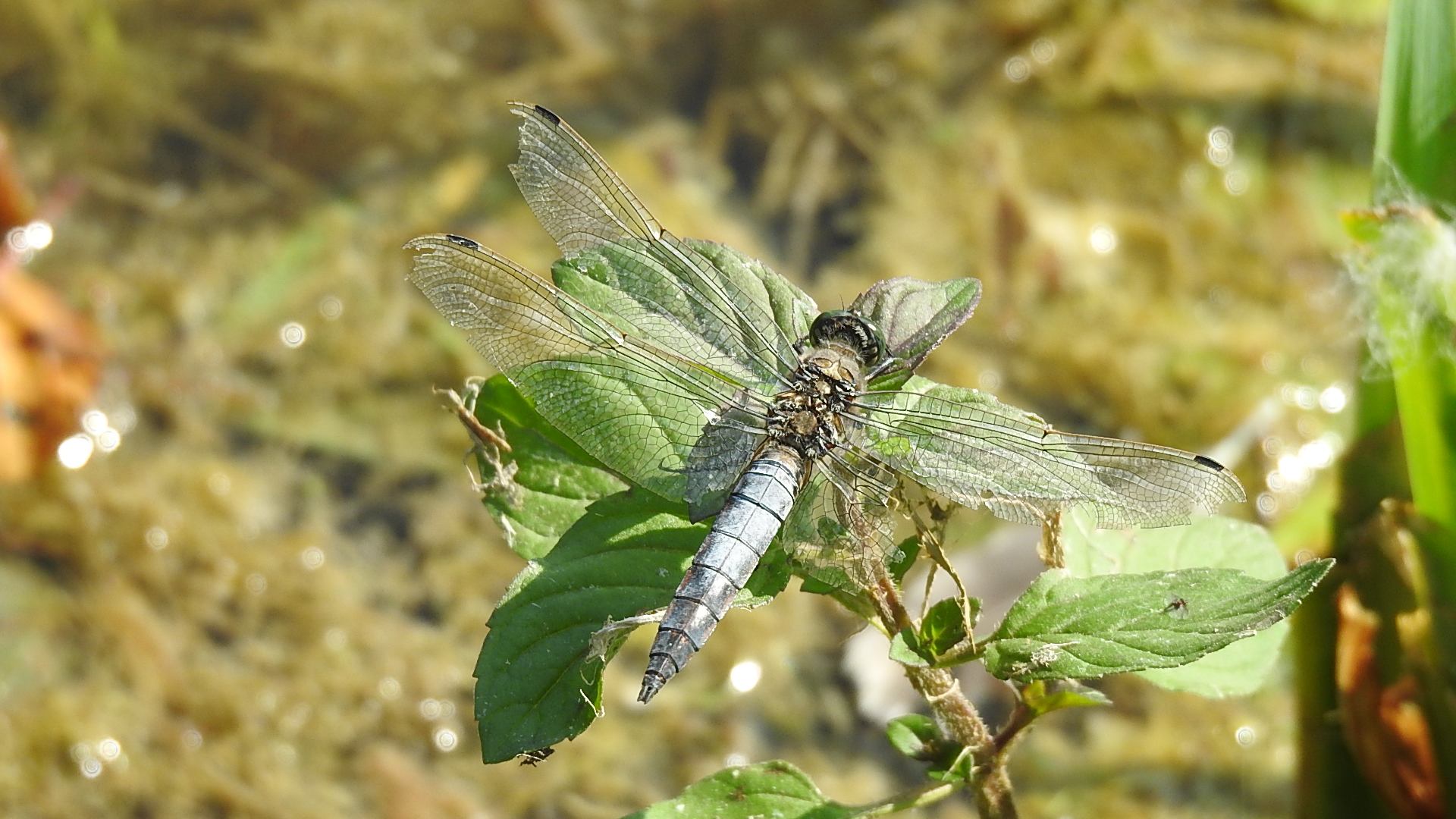 Libellule