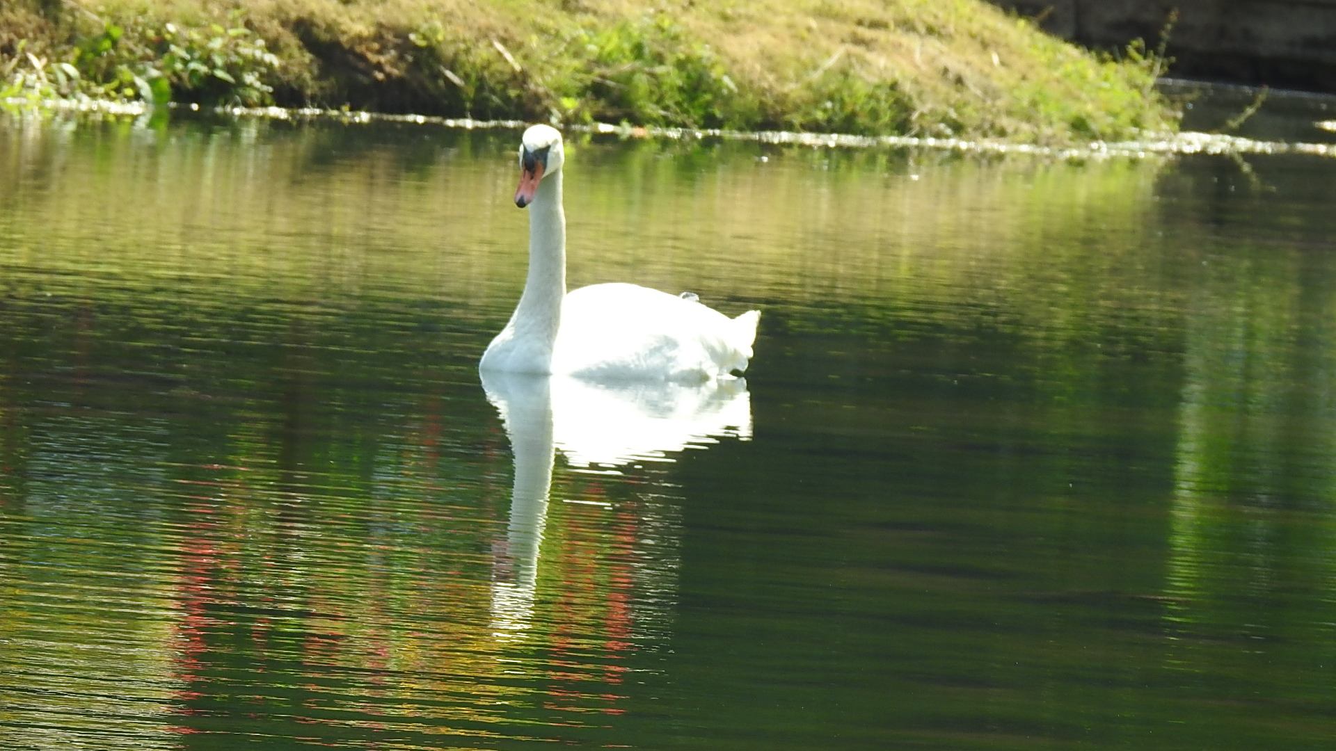 Cygne reflet