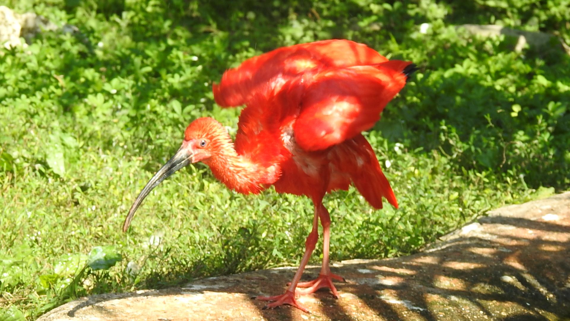 Ibis