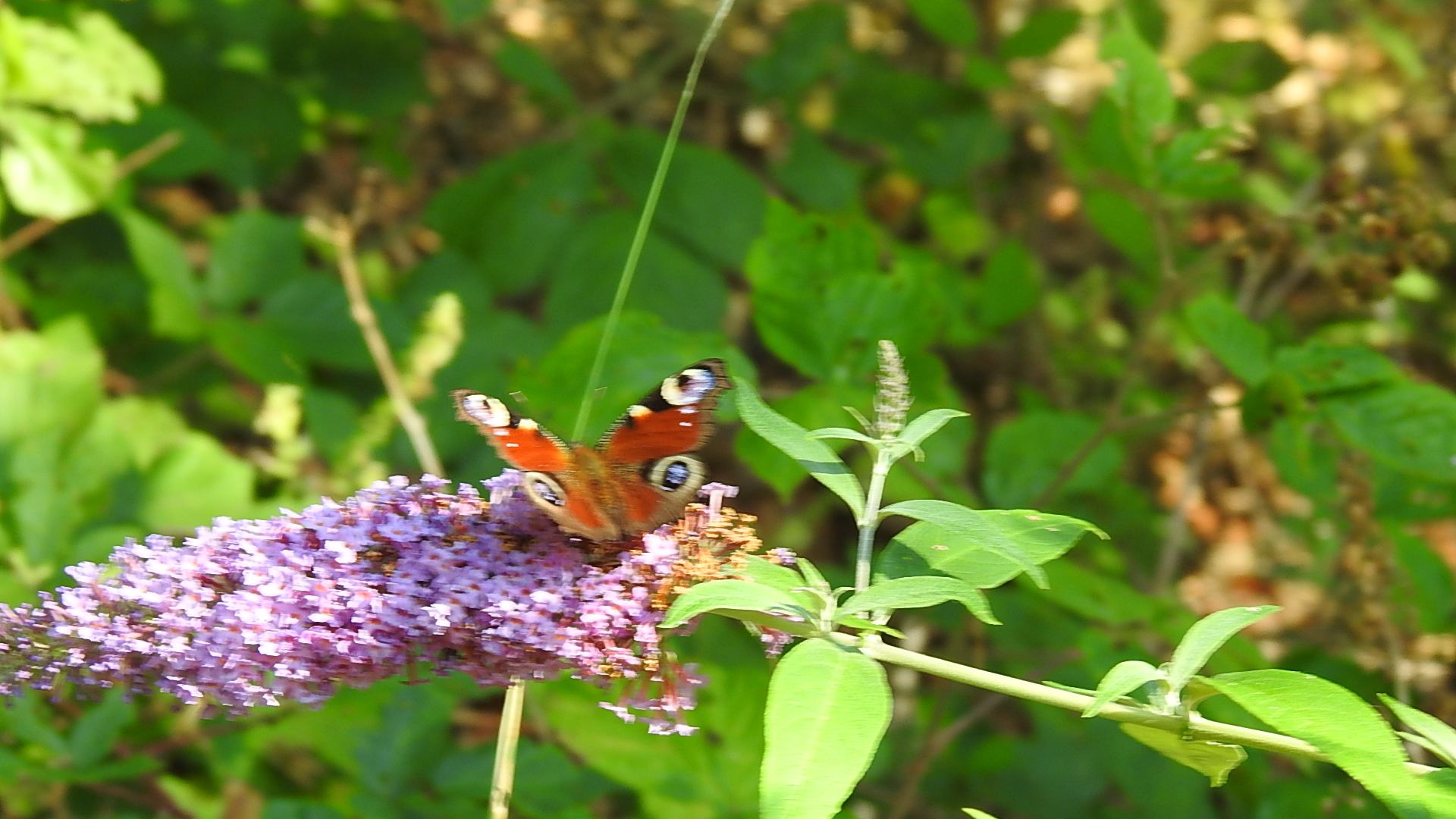 Papillon
