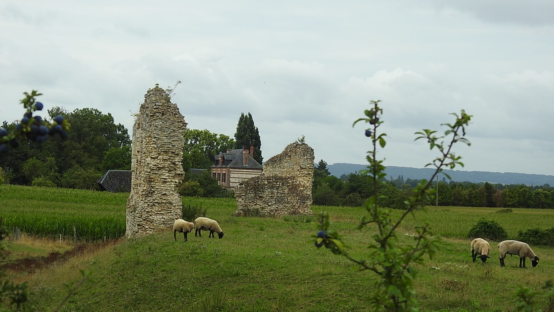 Ruines chateau Vatteville la rue
