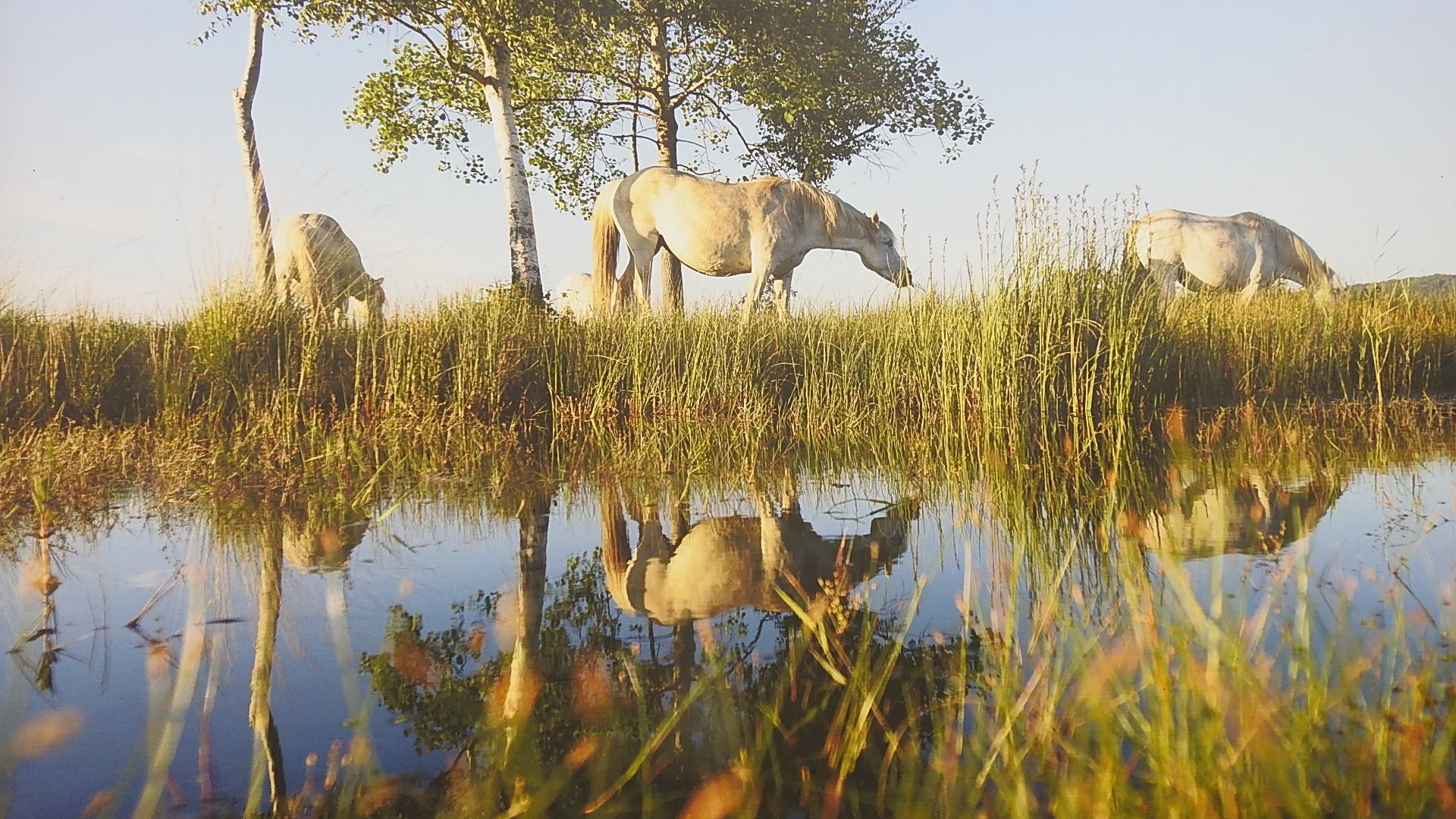 Chevaux Marais Vernier