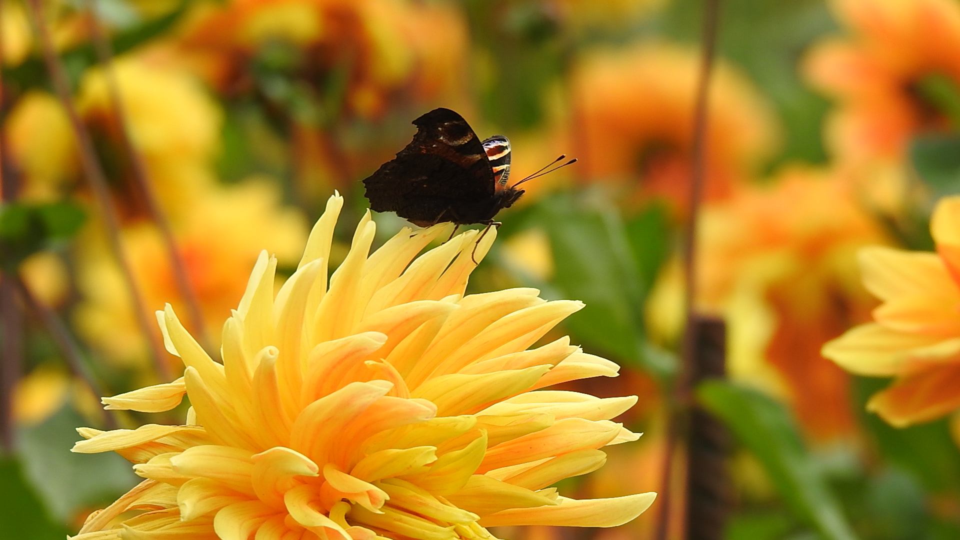 Dahlia Papillon