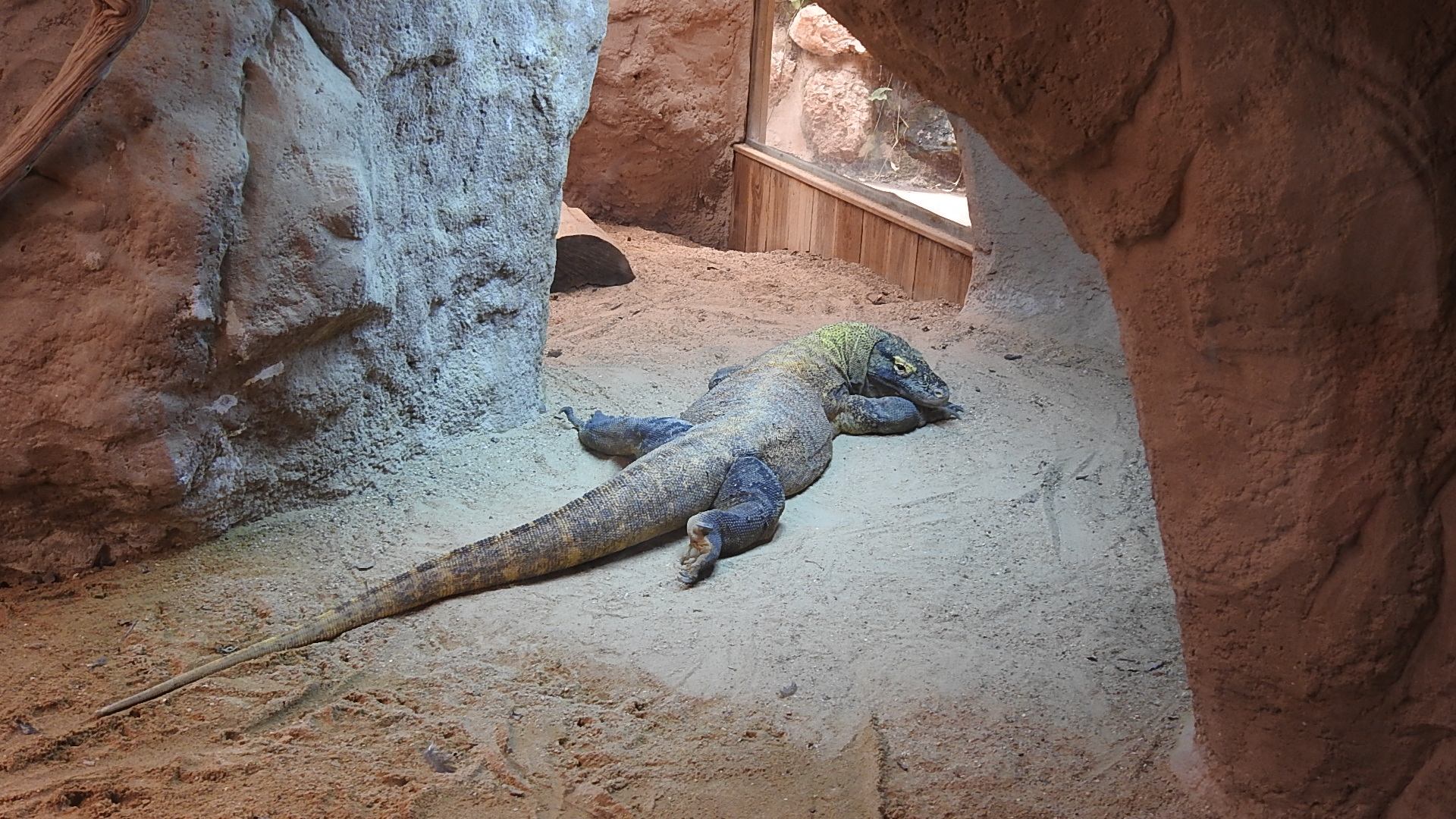 Dragon de Komodo