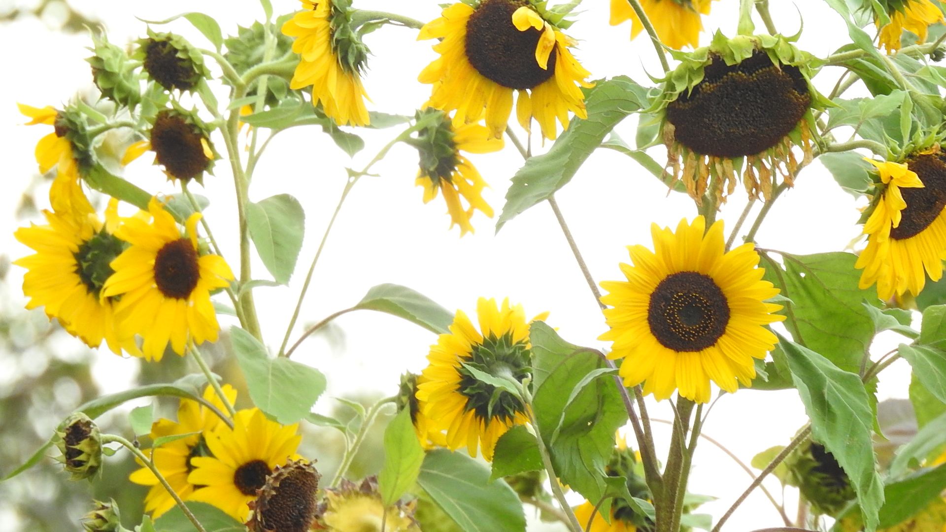 tournesols