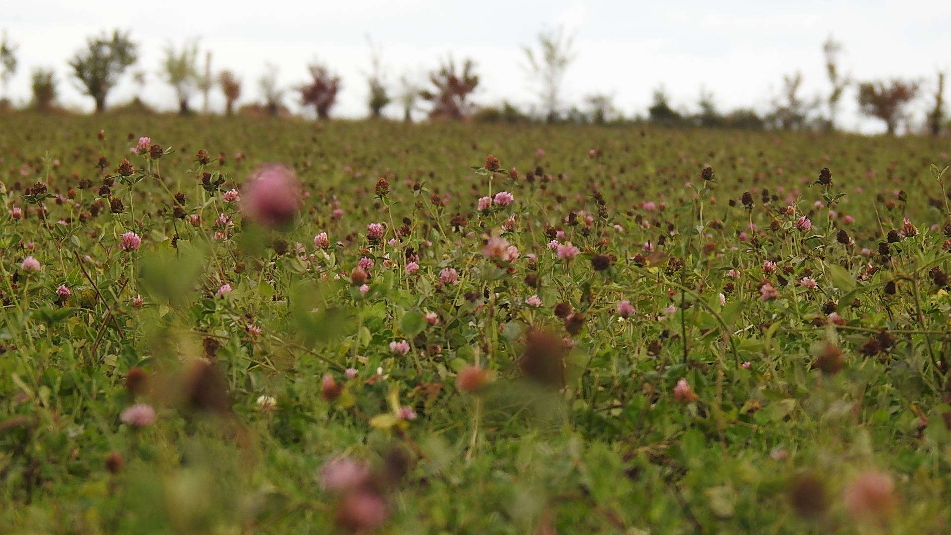 fleurs des champs