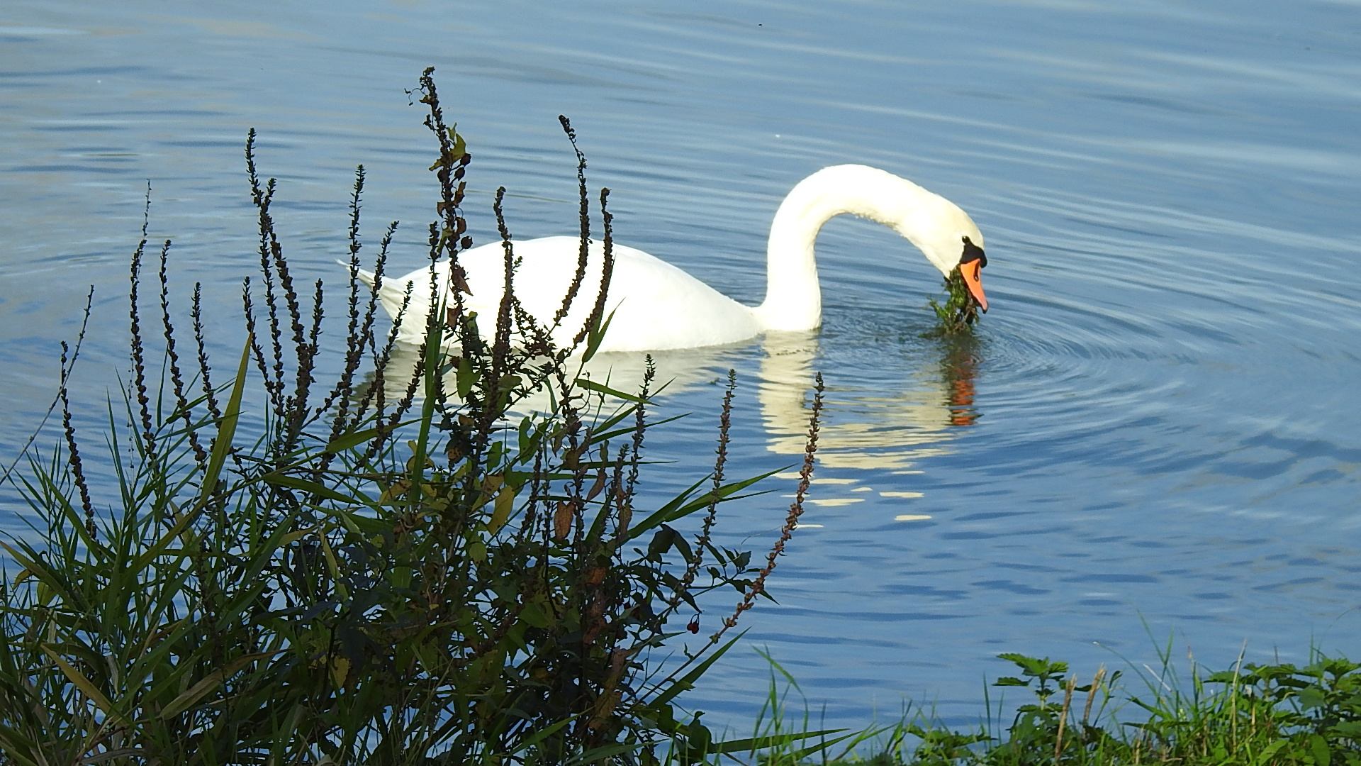 Cygne