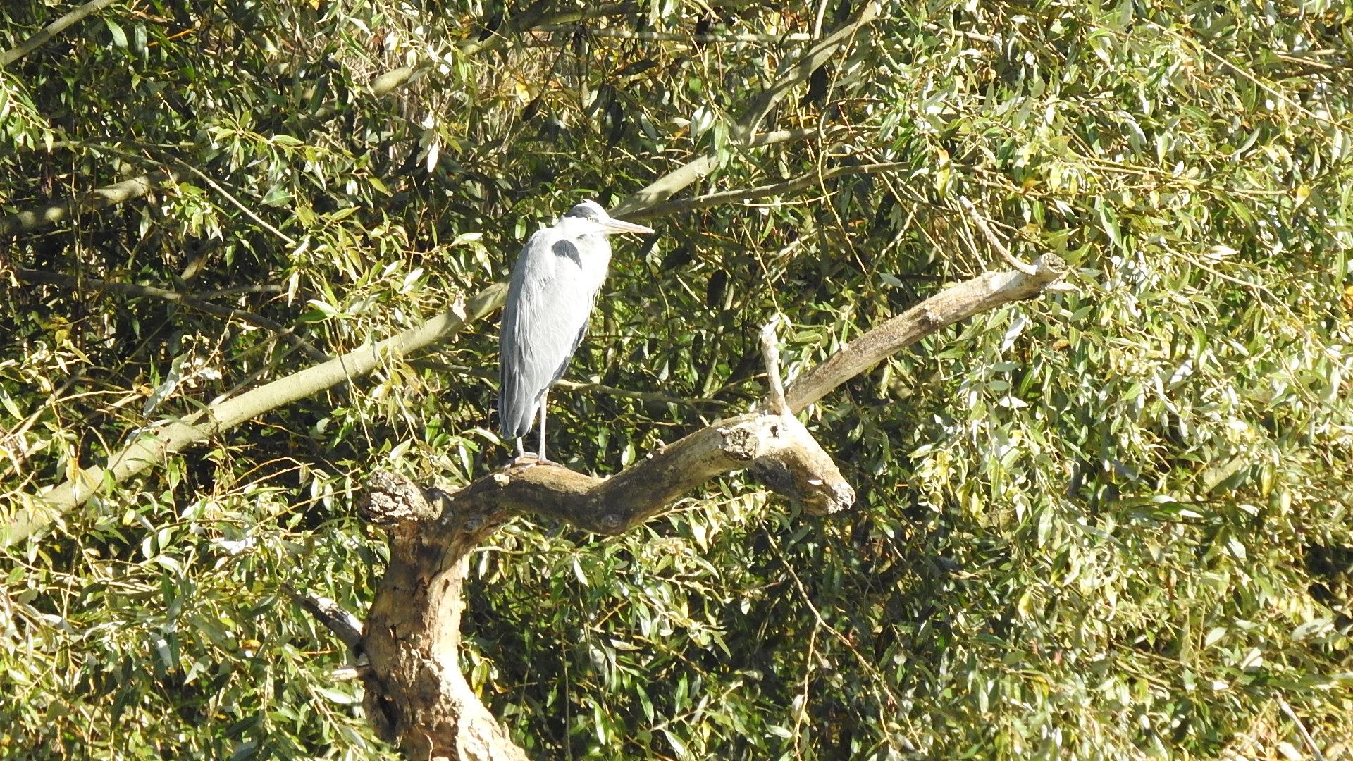 Heron cendré