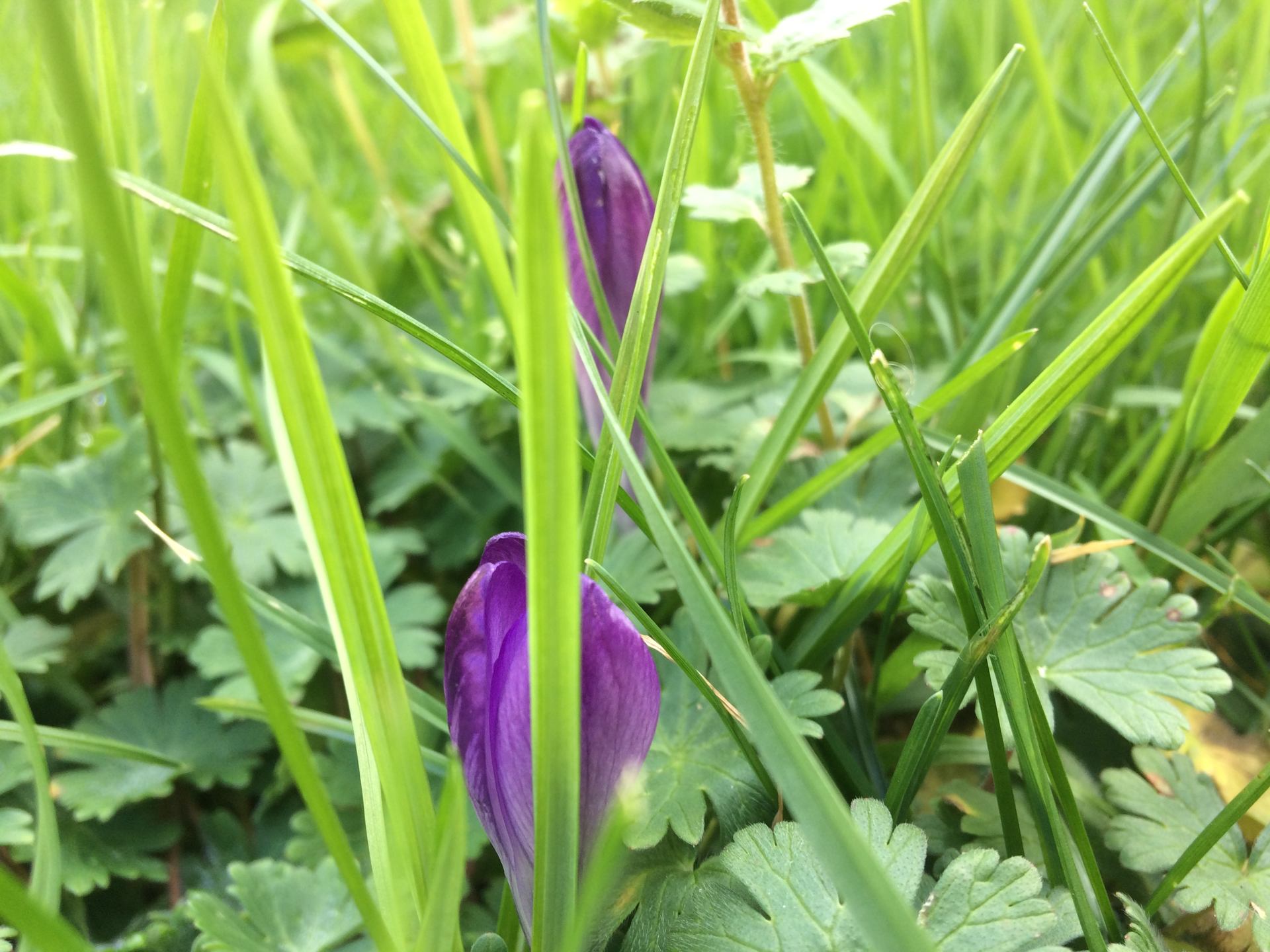 Purple flowers