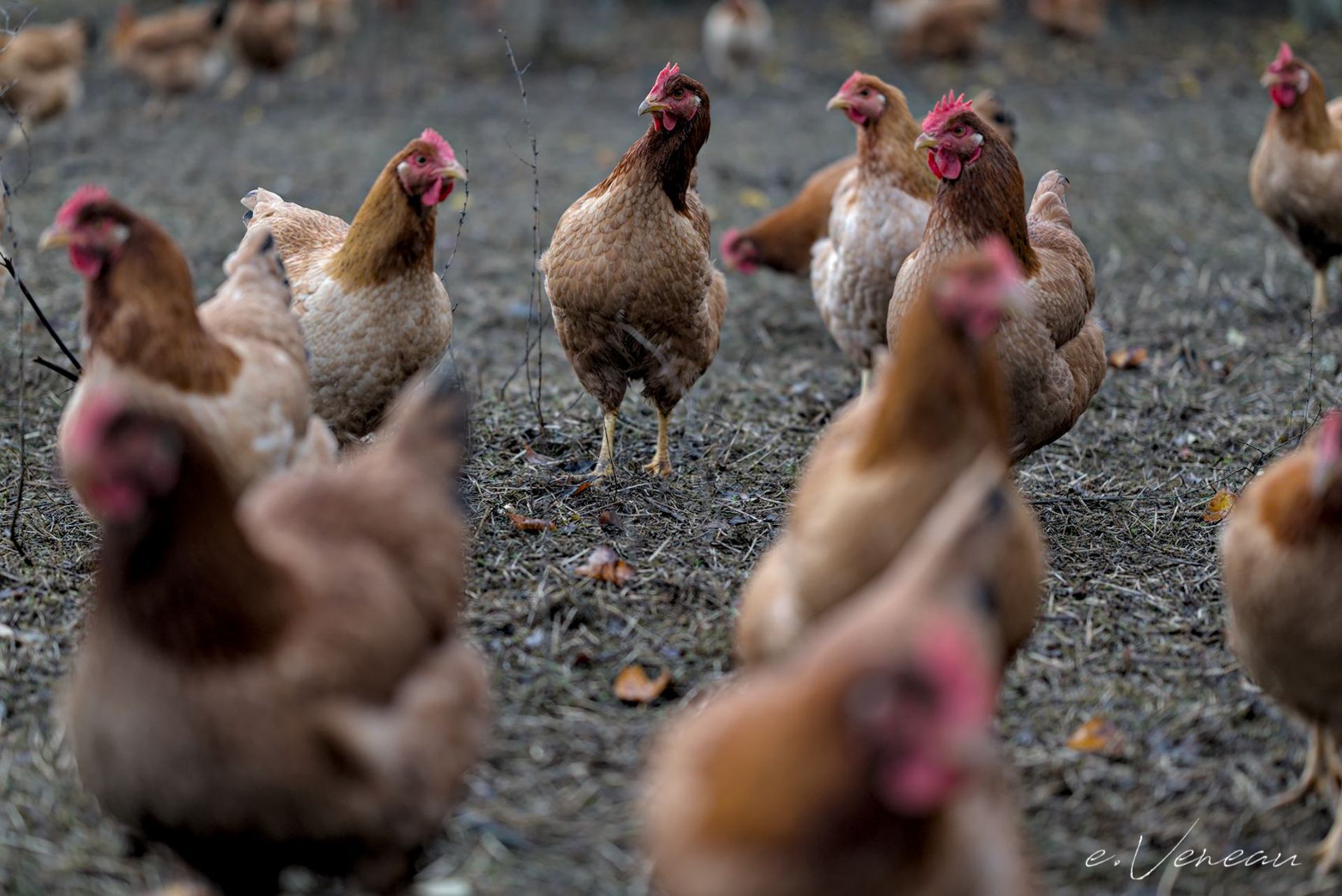 Comment se singulariser parmi ses semblables ?