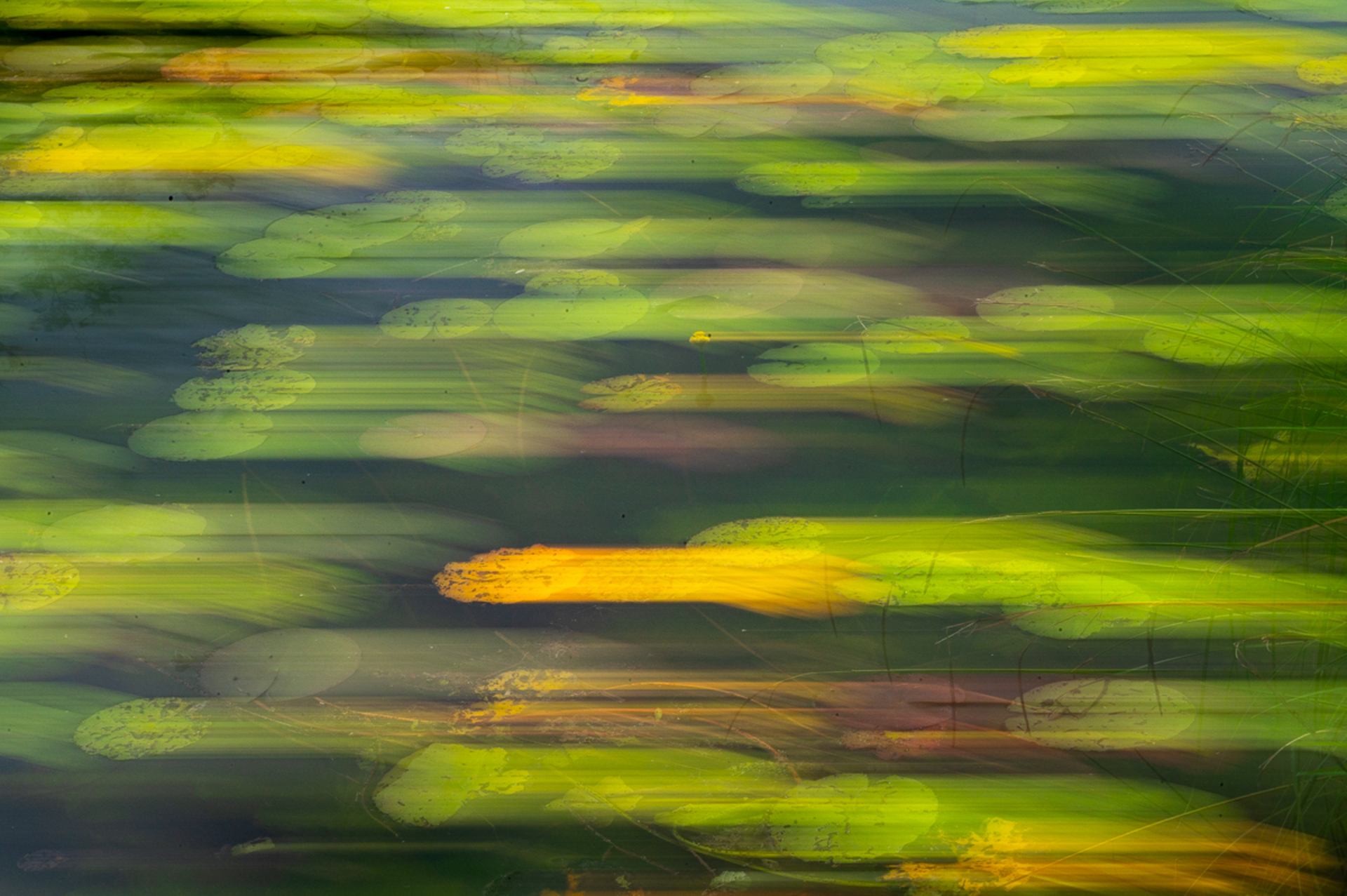 Abstraction végétale
