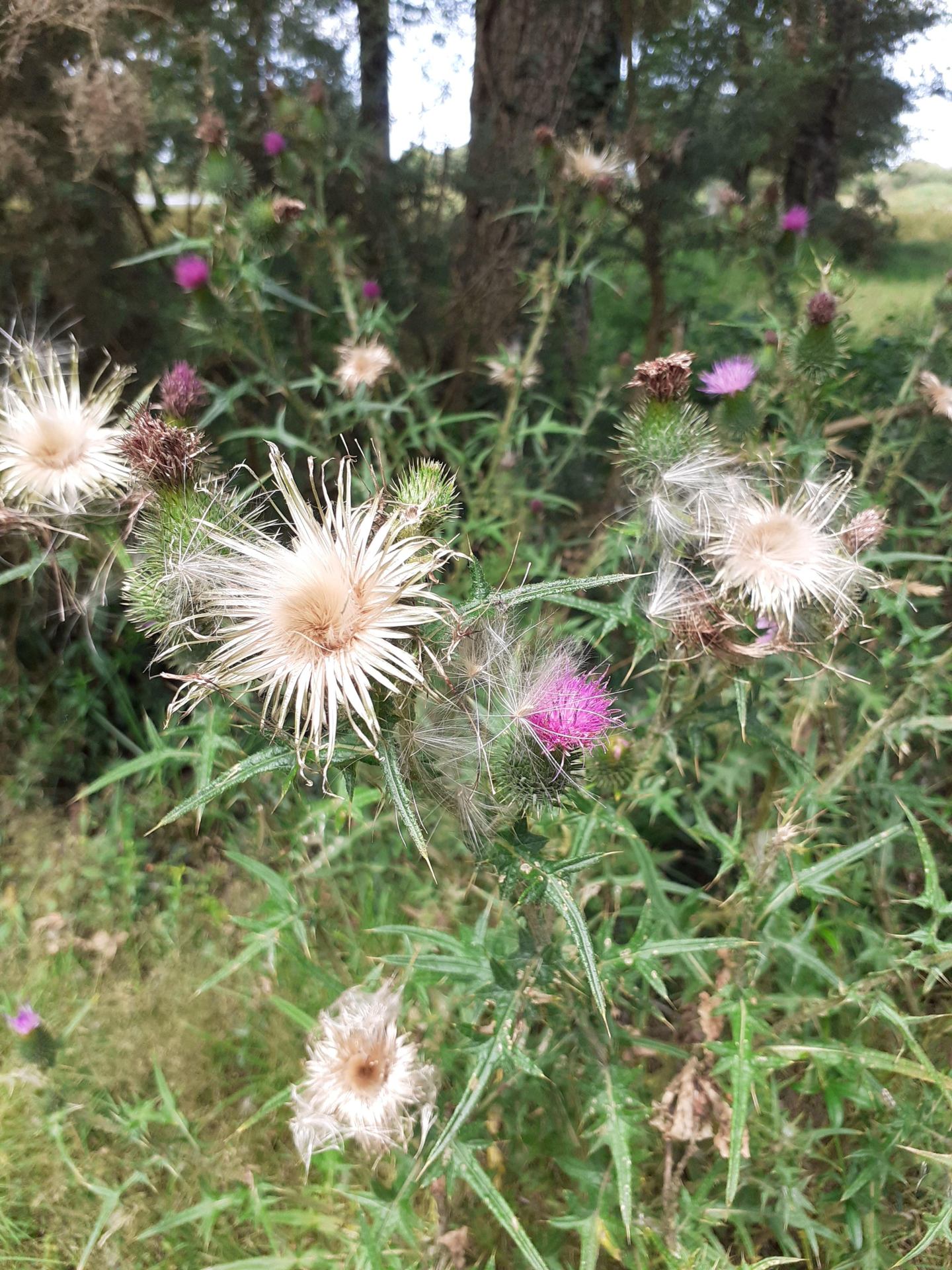 Nature