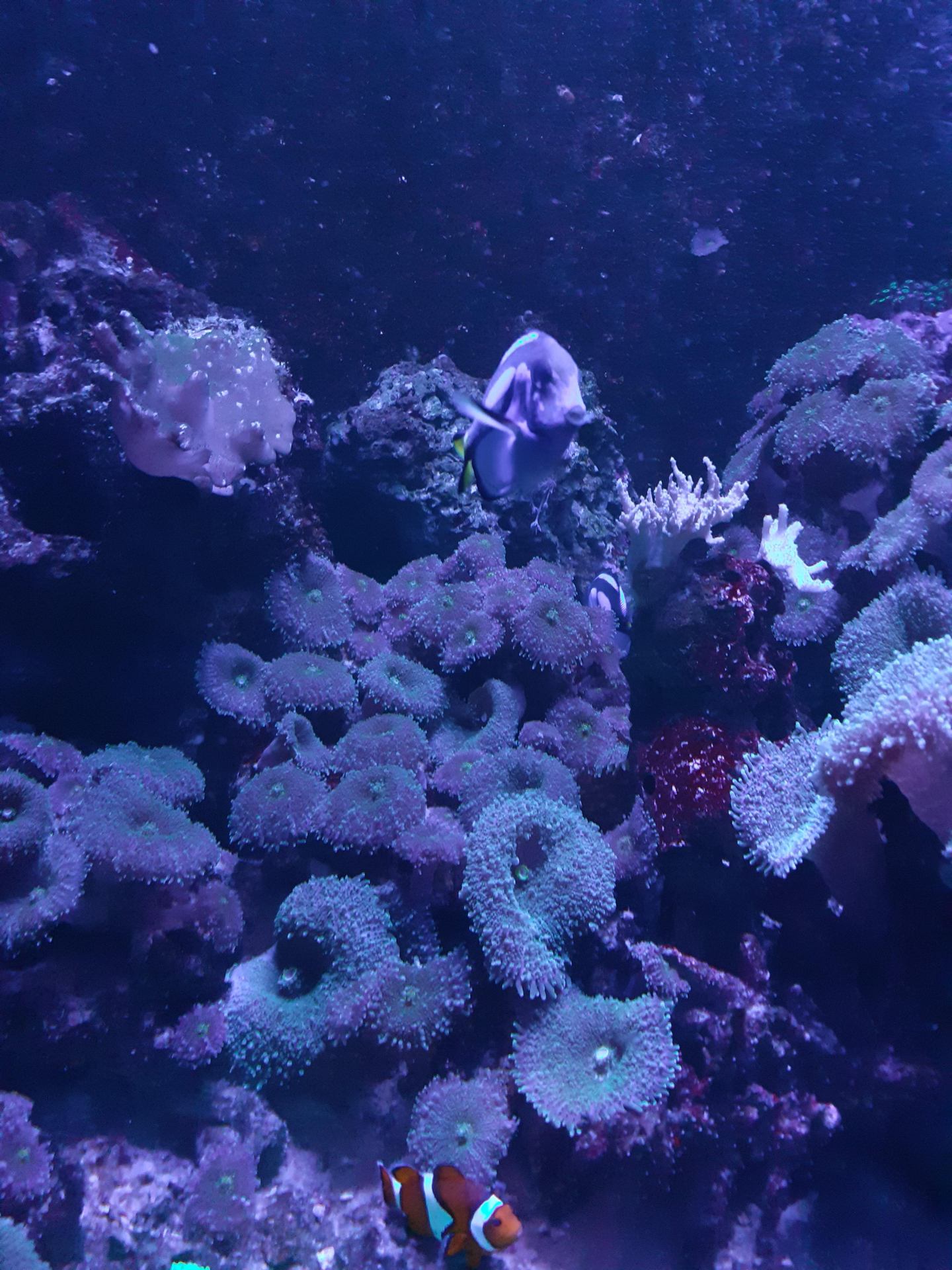 Aquarium.jpg