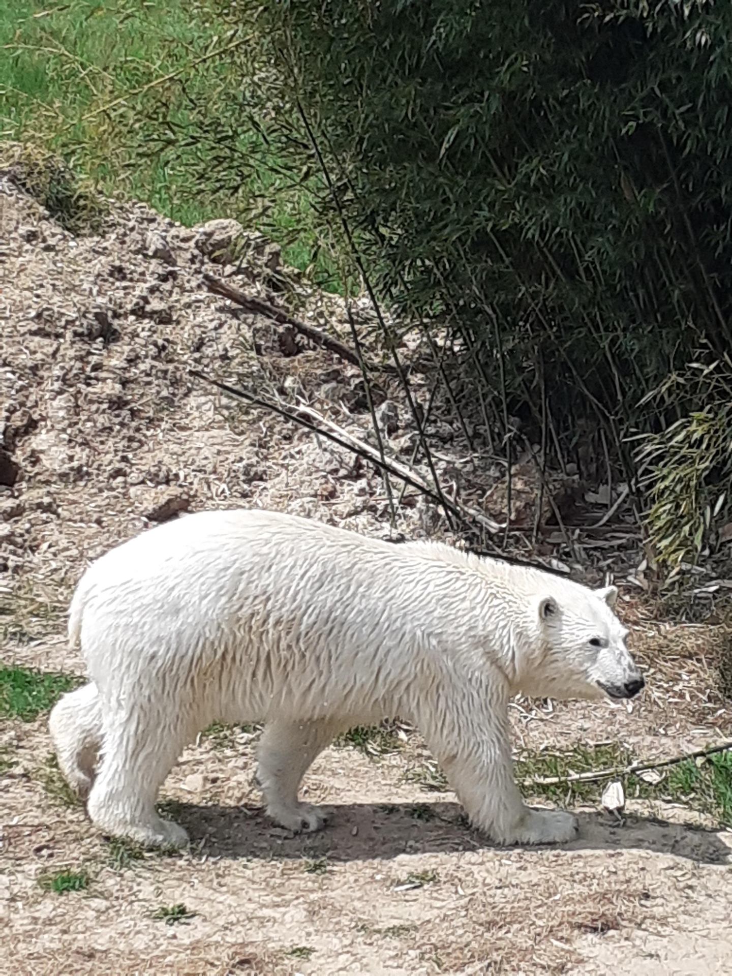 Ours polaire.jpg