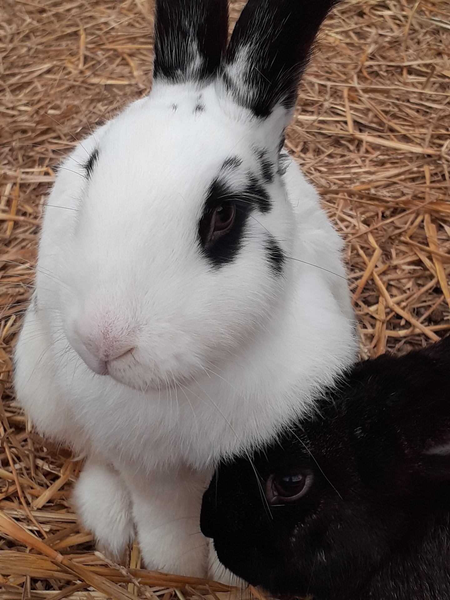 Câlin.jpg