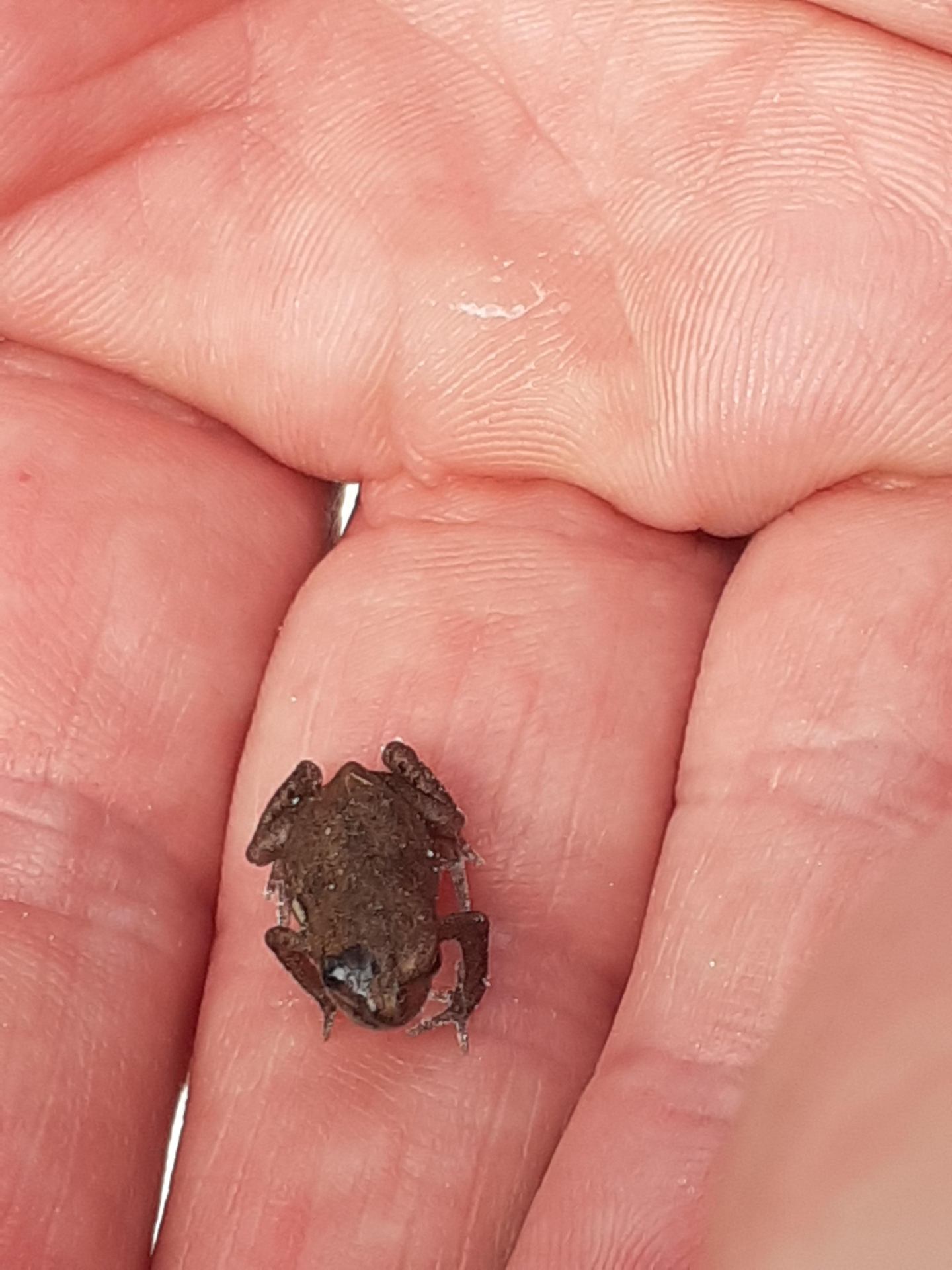 Frog.jpg