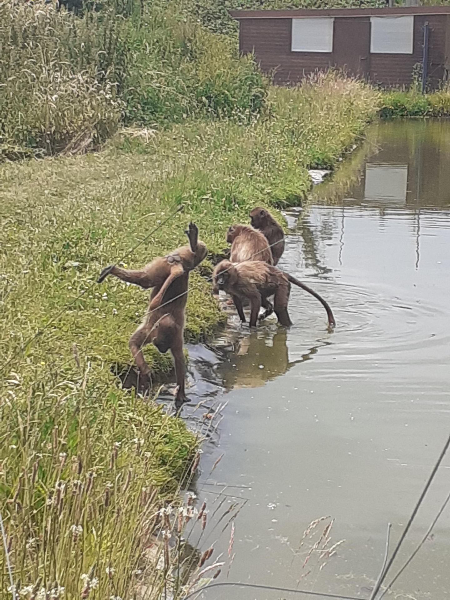 Acrobatie