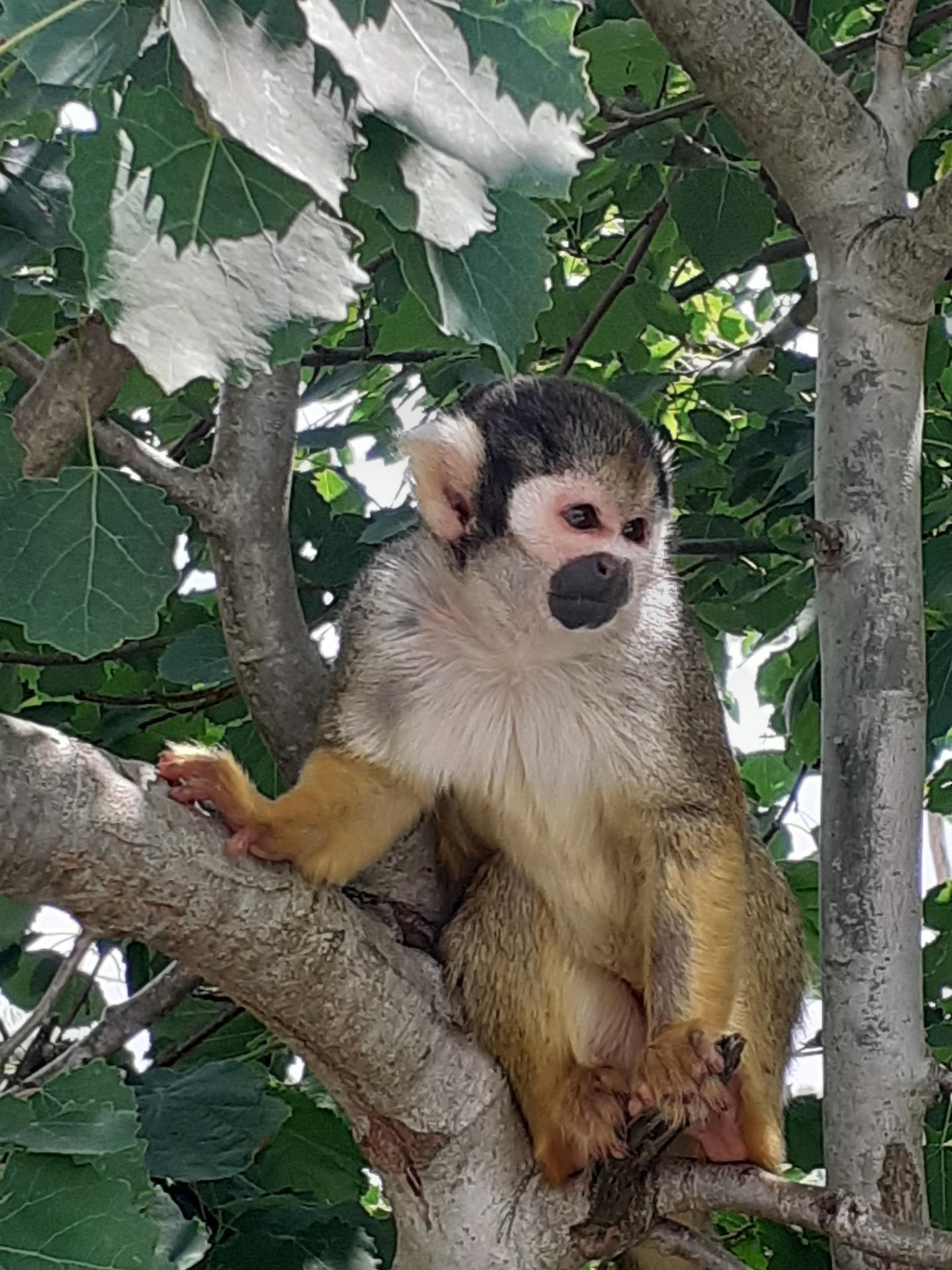 Petit singe.jpg