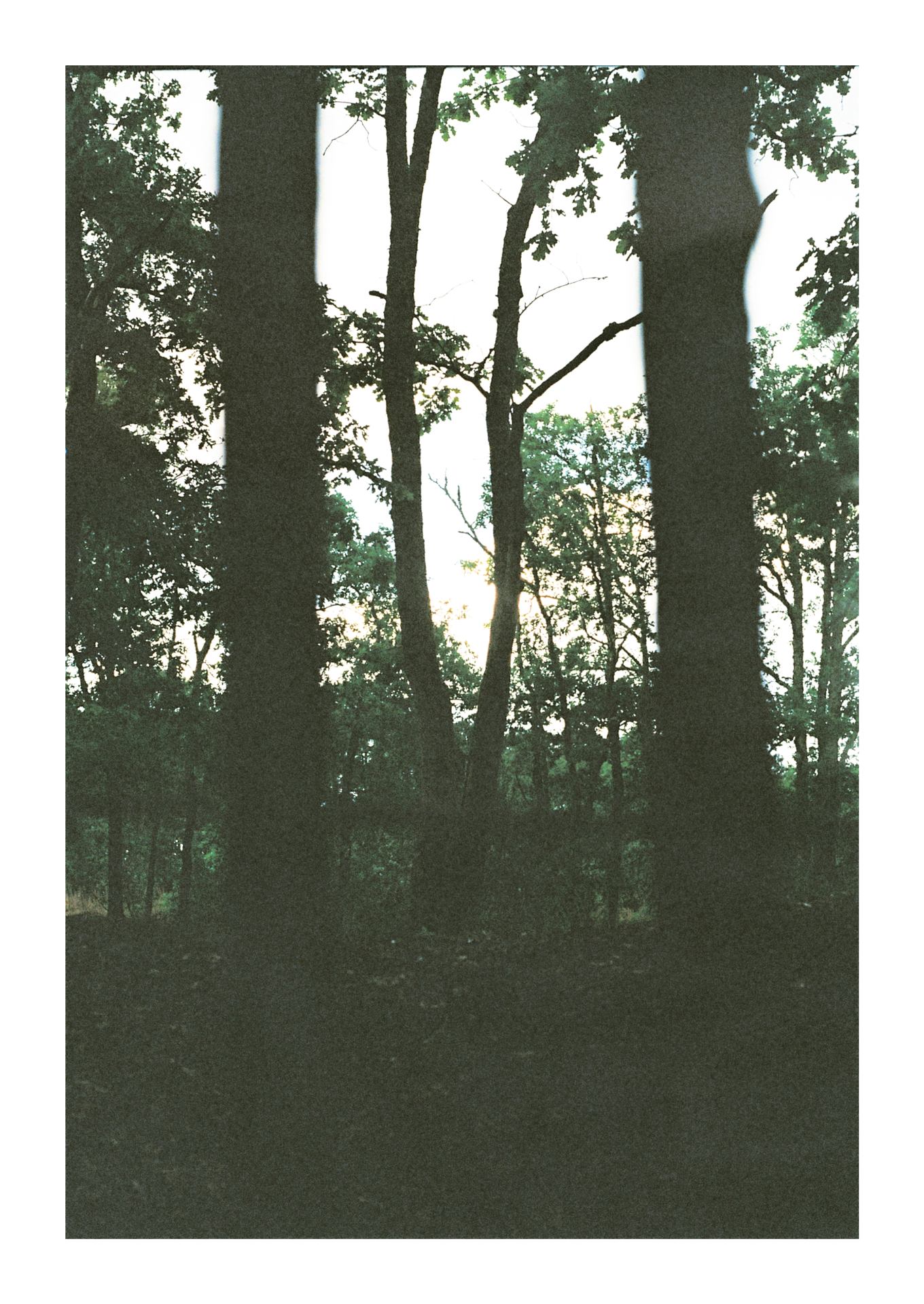 arbres en cage