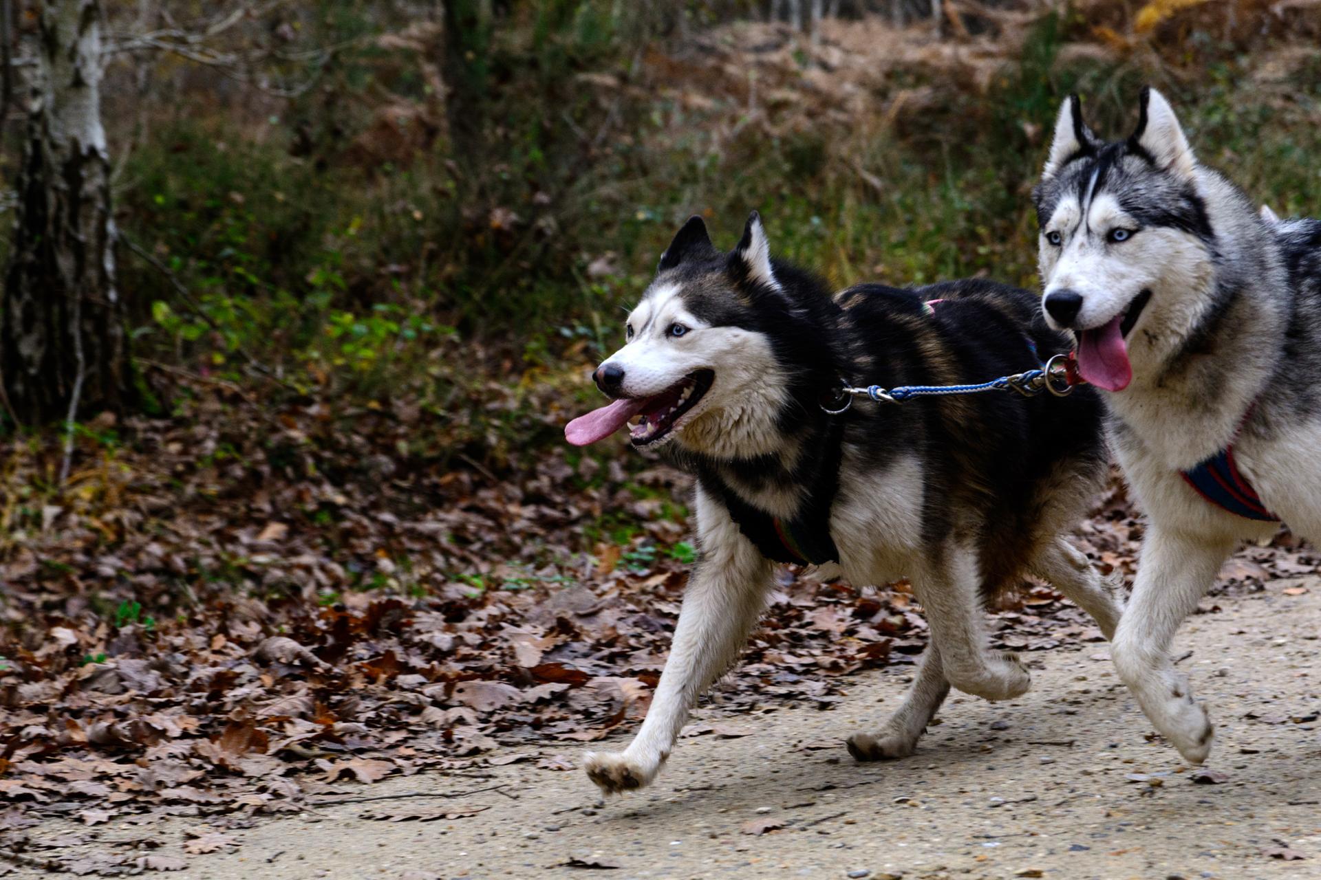 Course de chiens de traineau 2