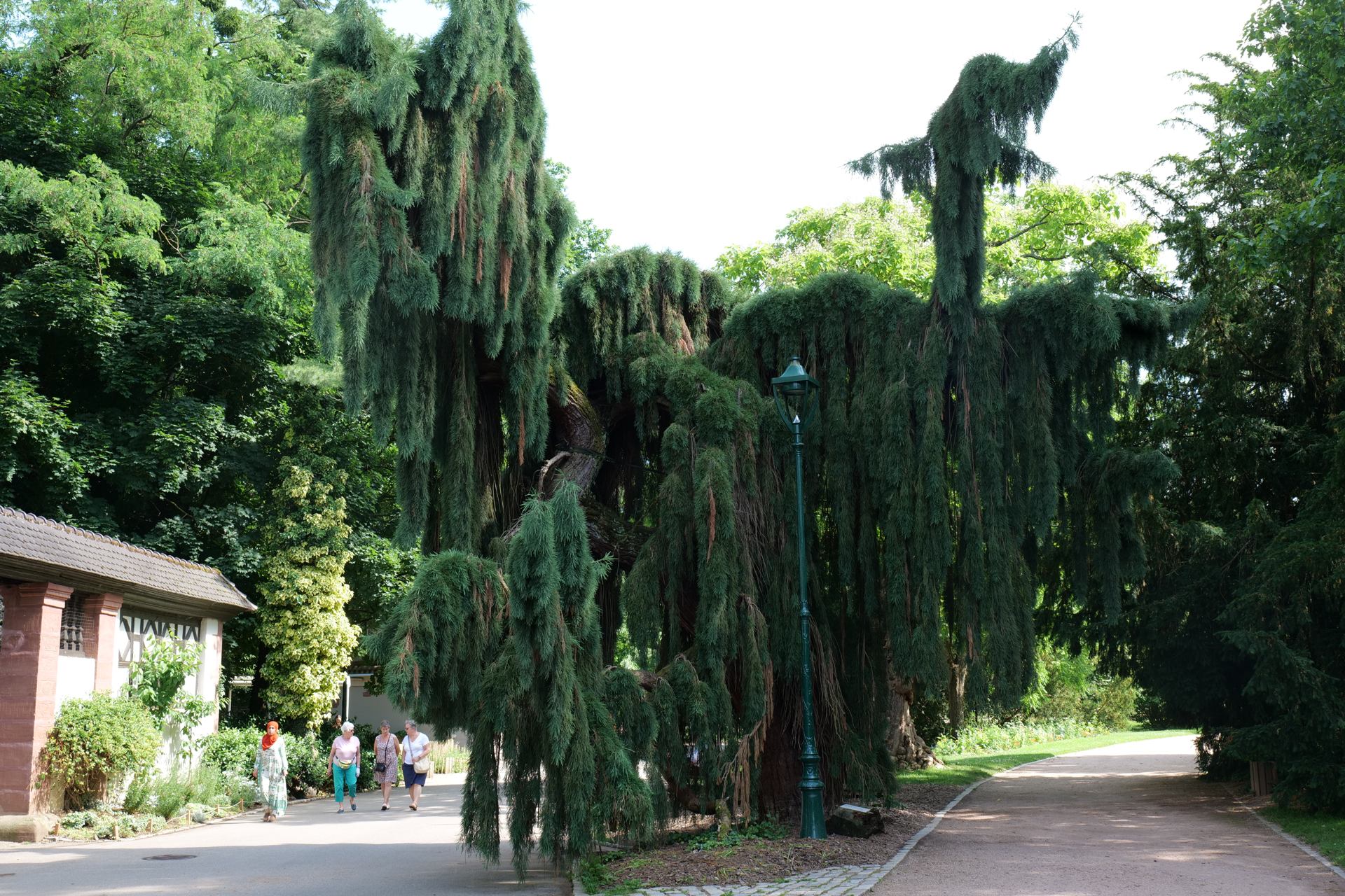 Un dragon au parc