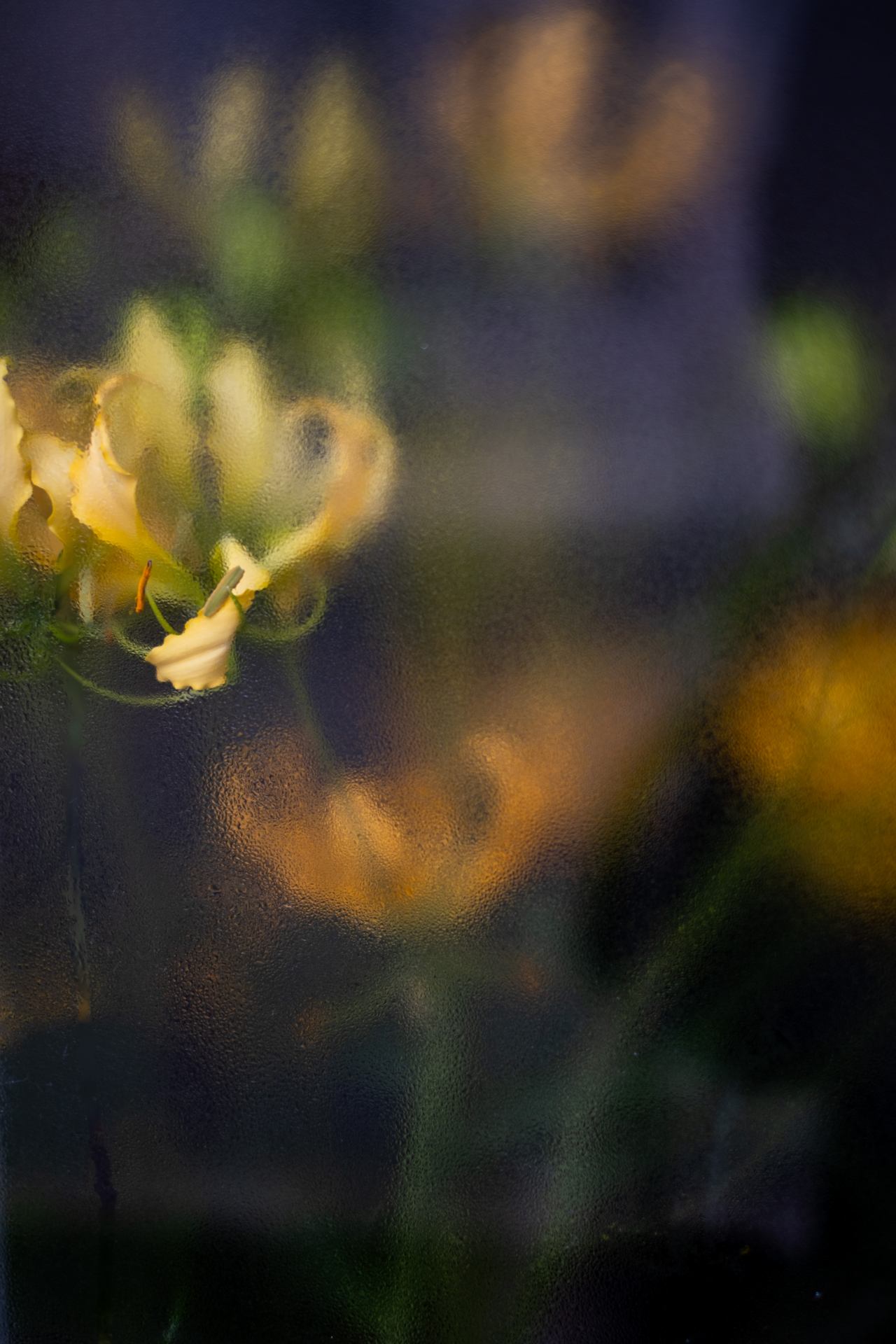 Delicate Nature