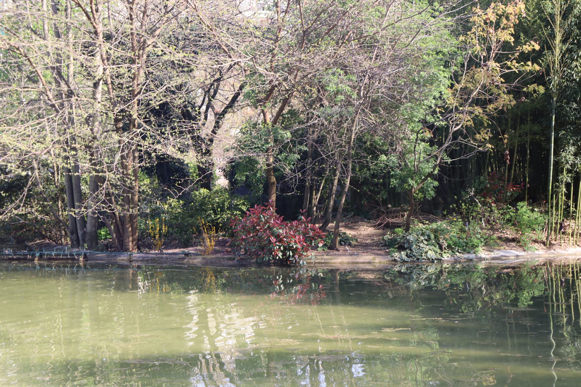 les arbres et l'eau
