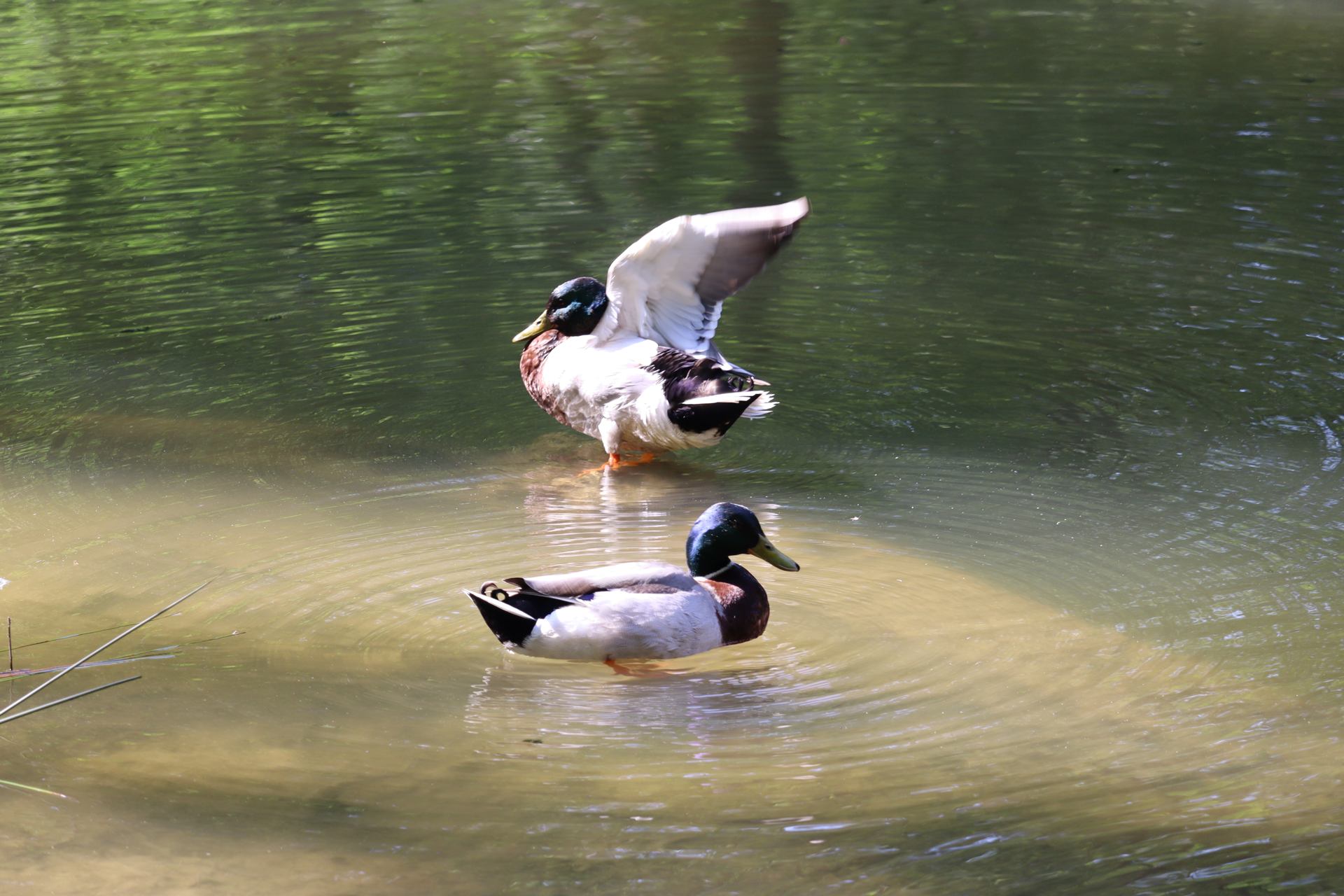 IMG_7274.JPG