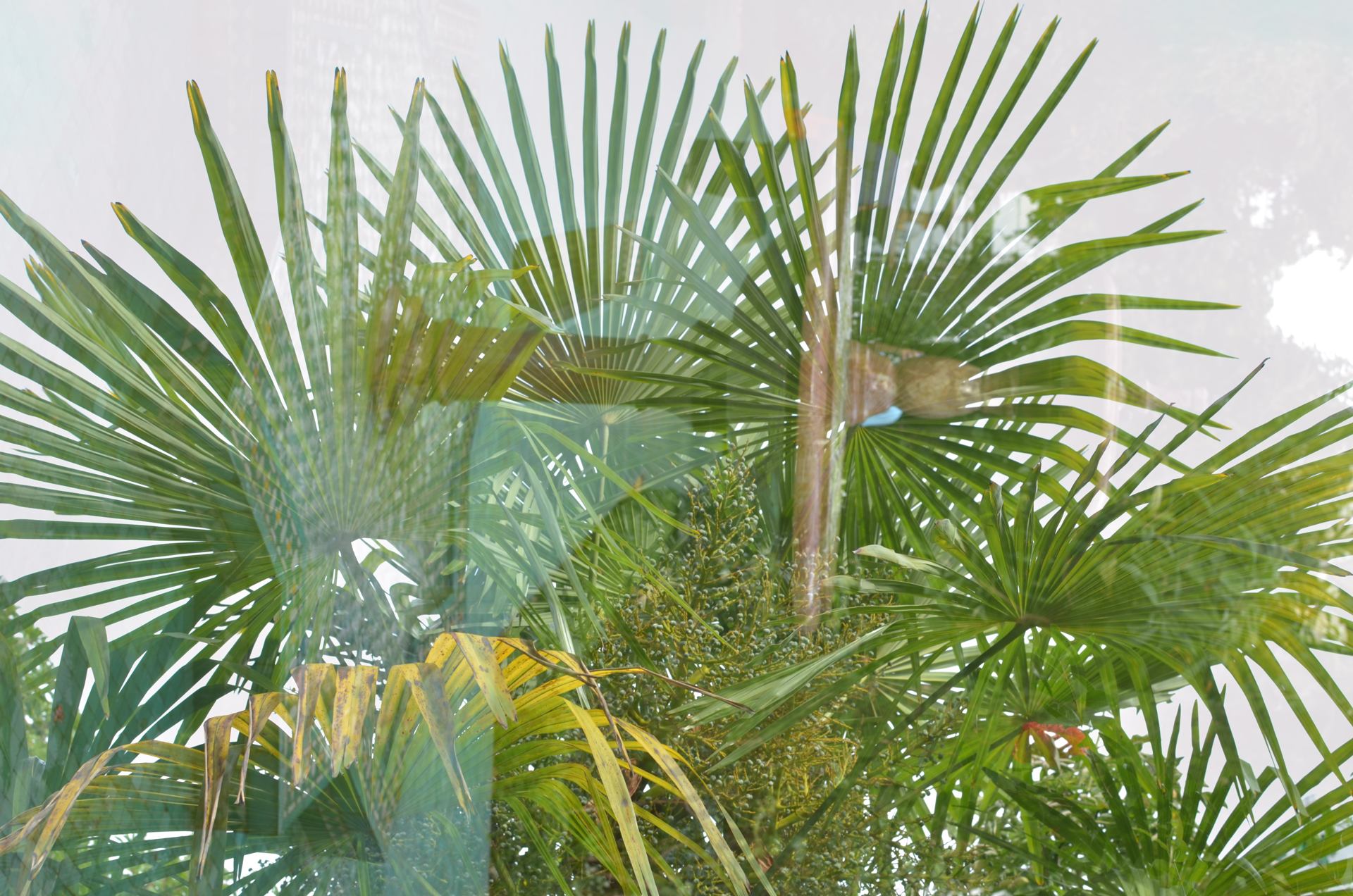 Palmeraie