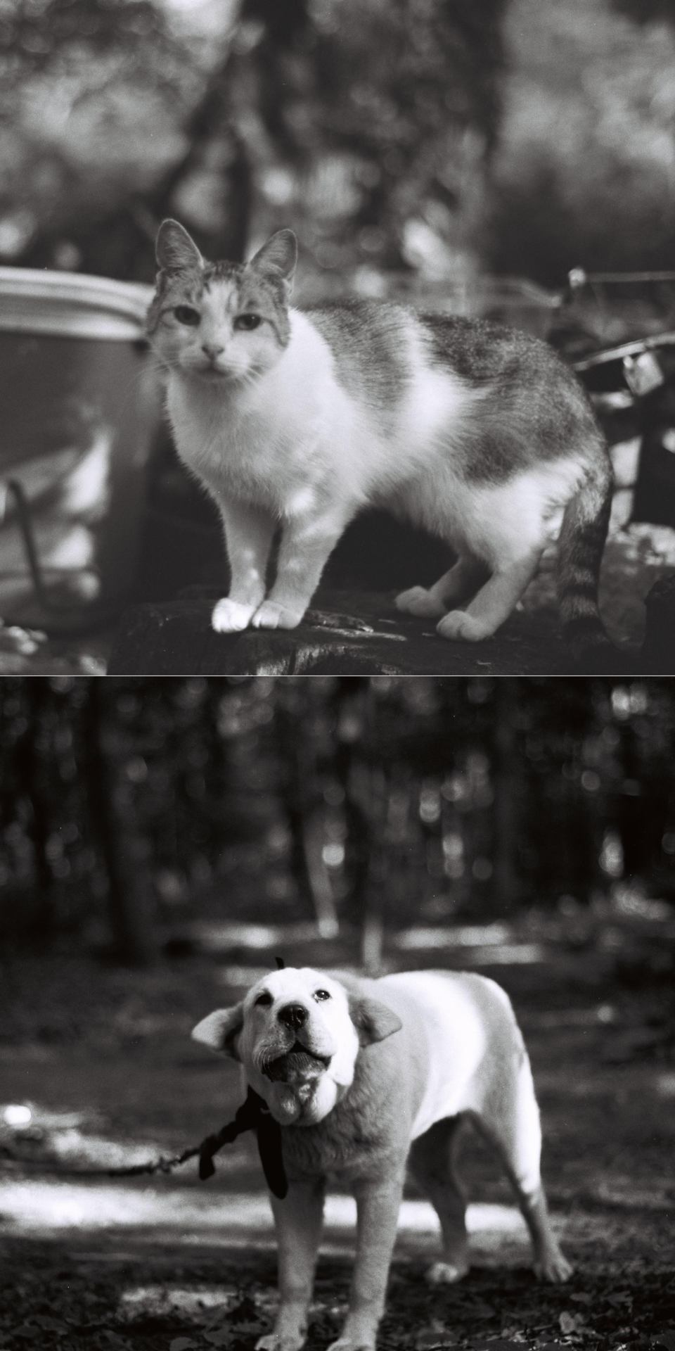 Comme chien et chat