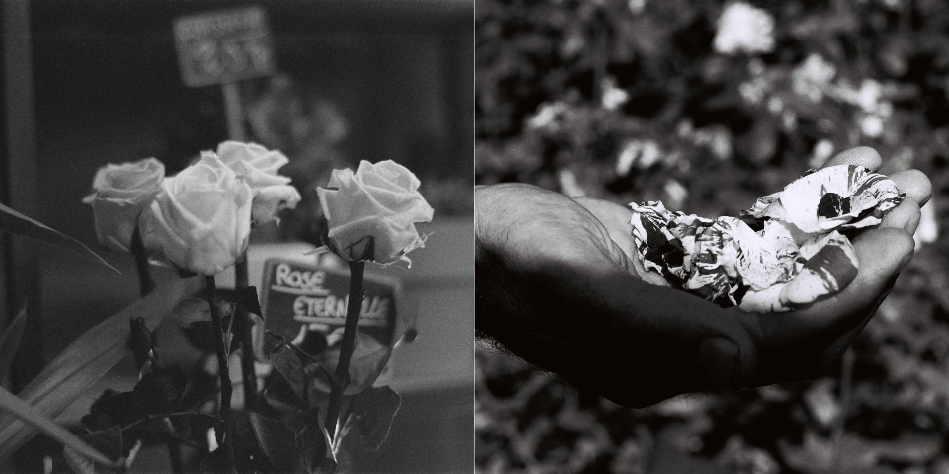 Les roses éternelles...