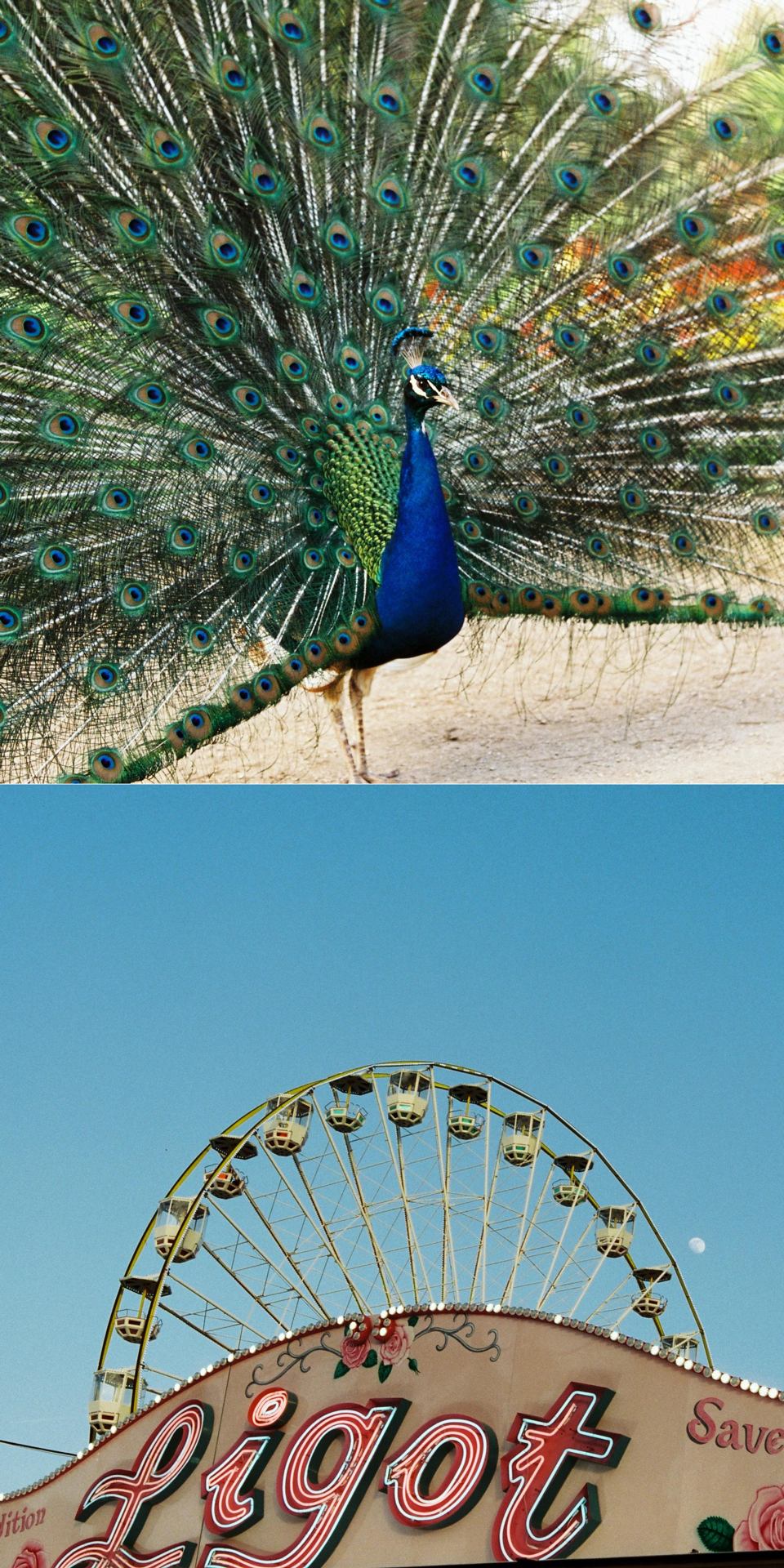 Faire la roue