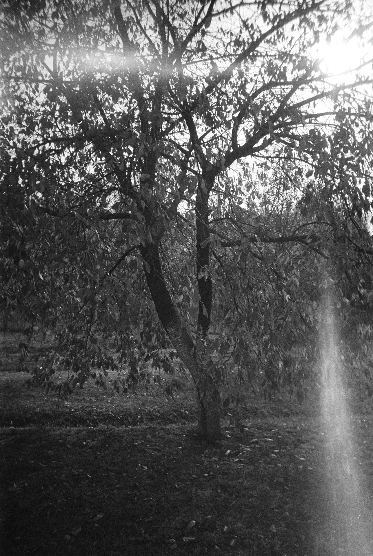 decembrie 2023-ianuarie 2024 (3).JPG