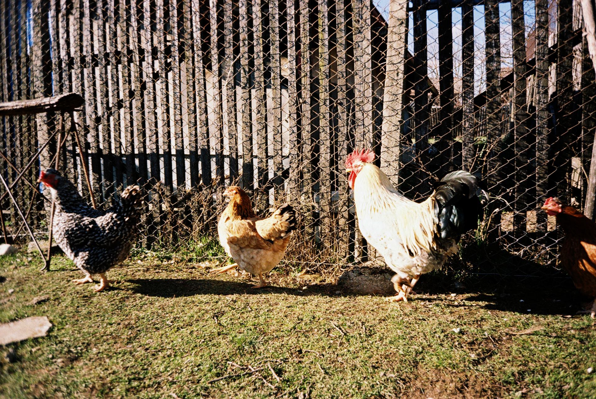 dec25-martie26 (36).JPG